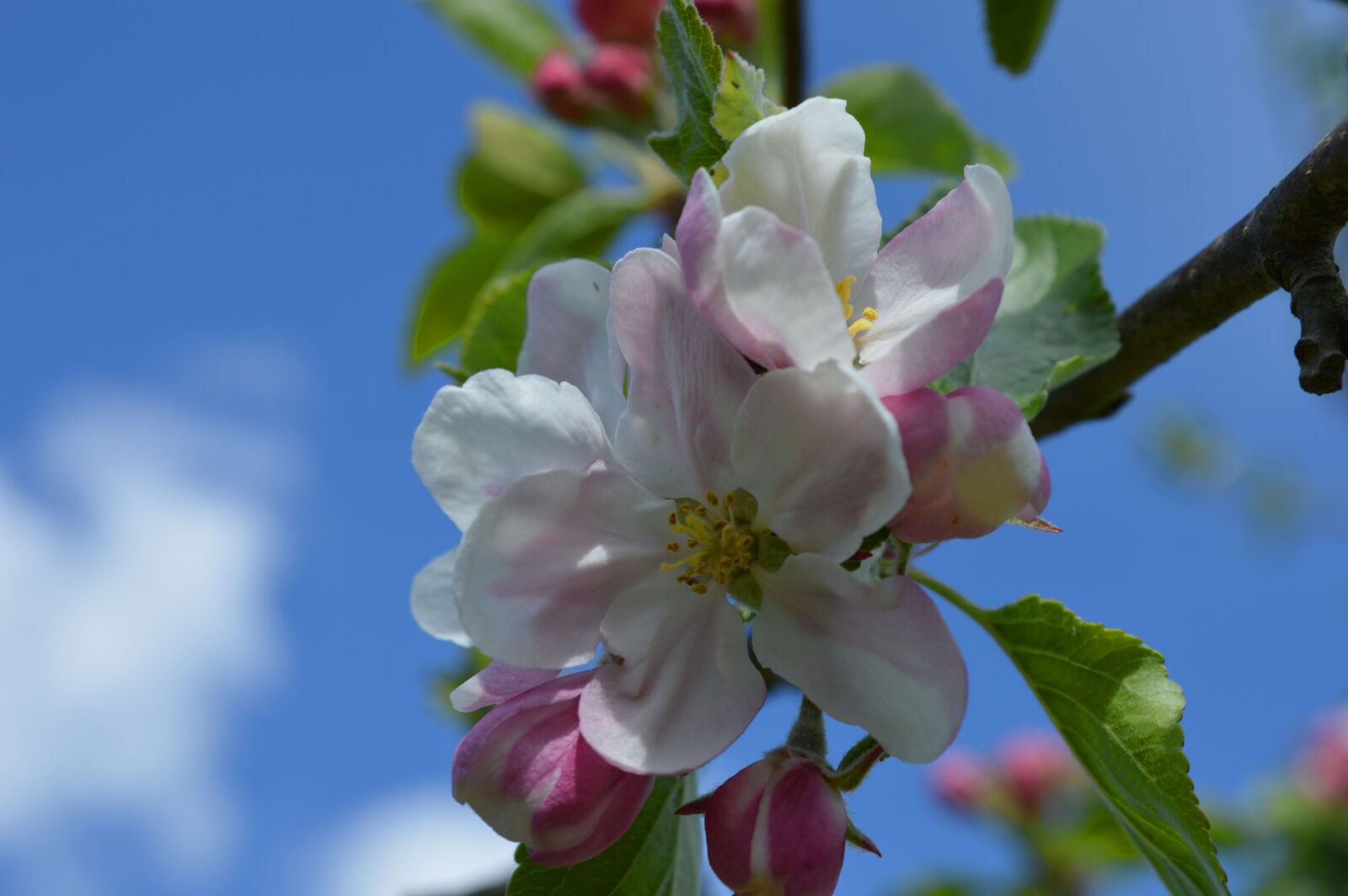 Nikon D3200 sample photo. Apple blossom, fruit tree photography