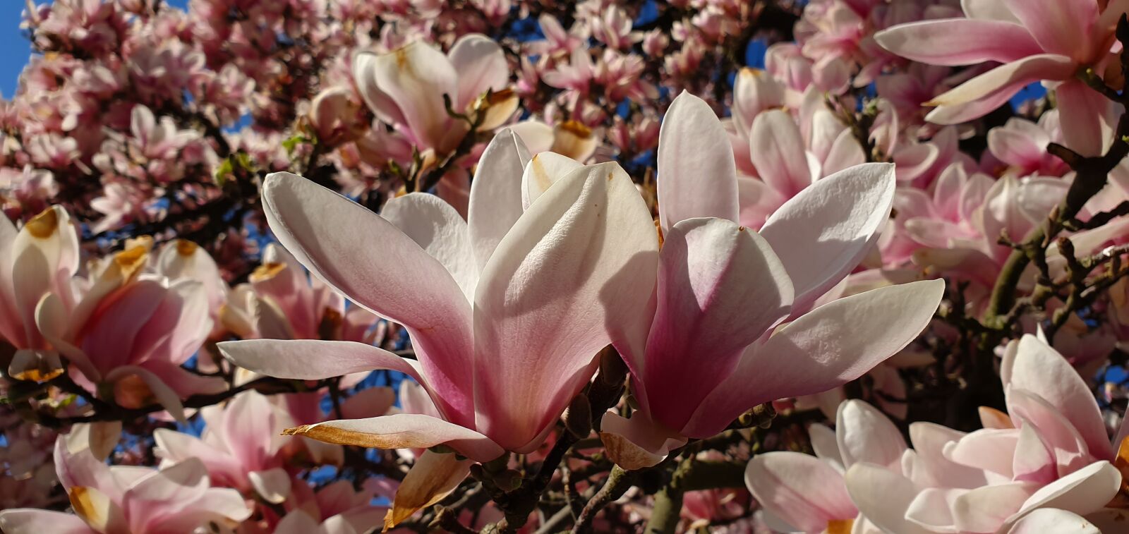 Samsung Galaxy S10+ sample photo. Magnolia, magnolia flowers, blooming photography