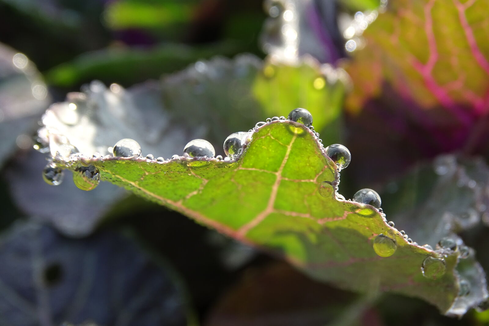 Sony Cyber-shot DSC-HX400V sample photo. Beautiful, flowers, green, leaf photography