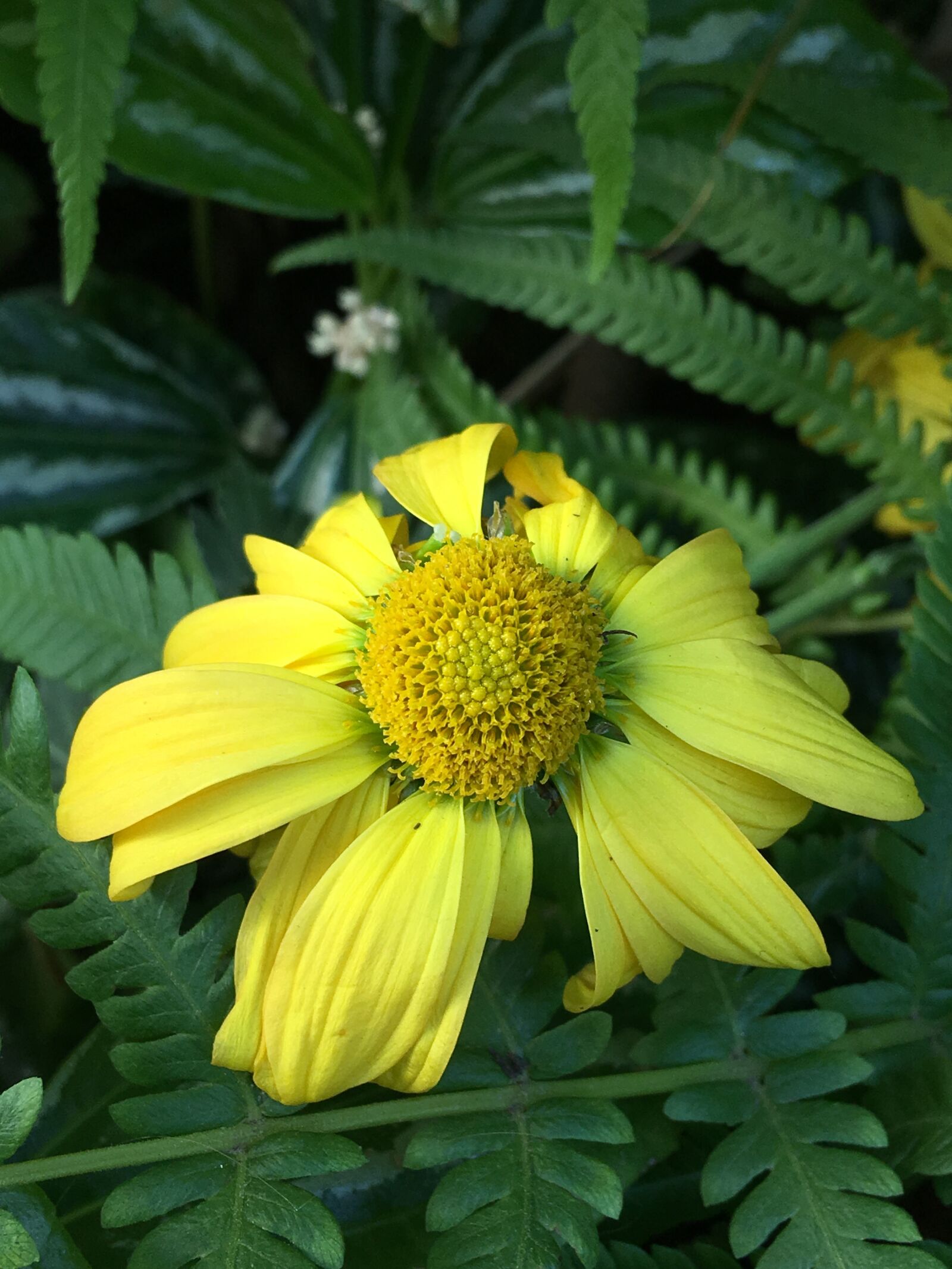 Apple iPhone 6s Plus sample photo. Withered flower, petals yellow photography