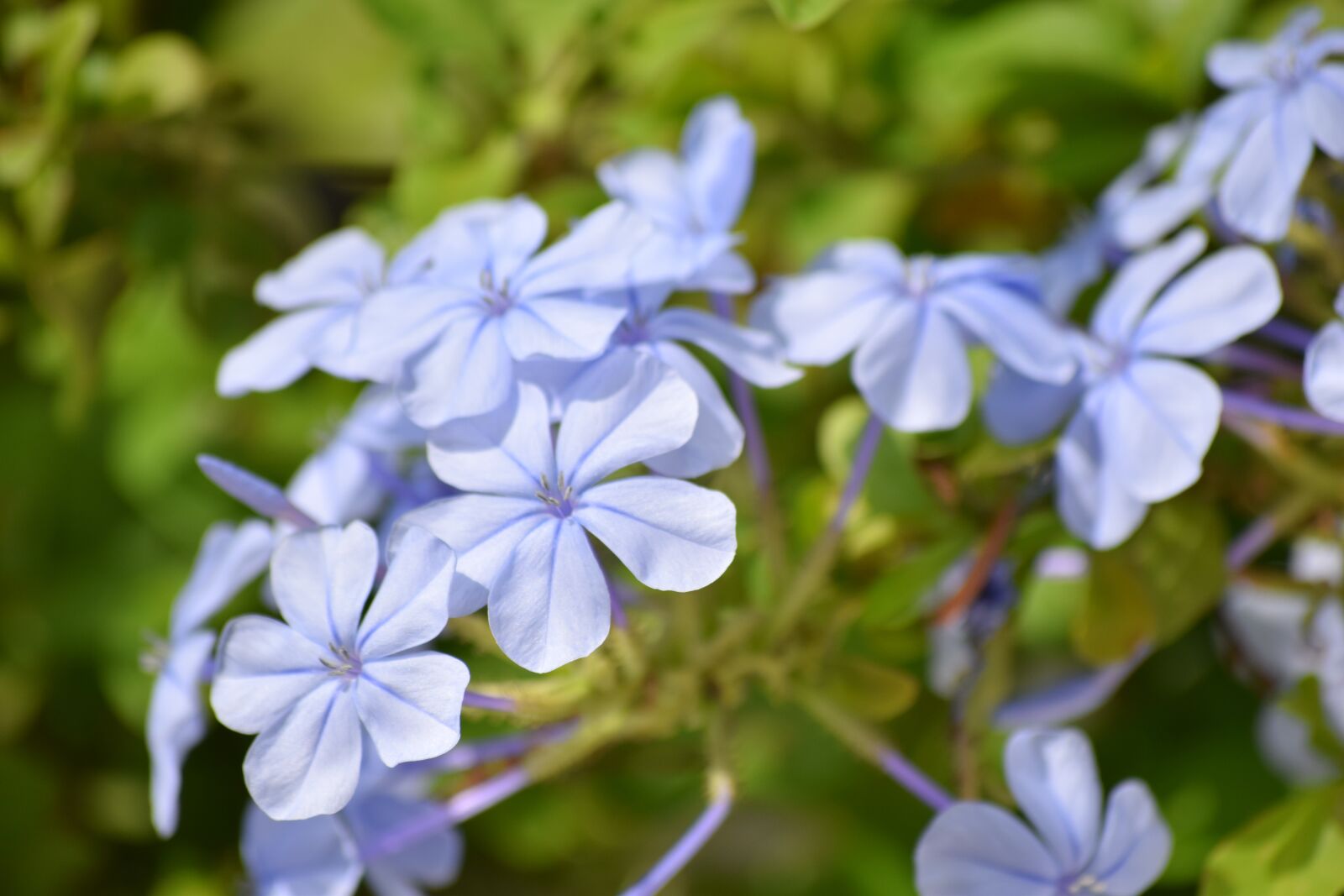 Nikon D5300 sample photo. Lanzarote, plant, spain photography