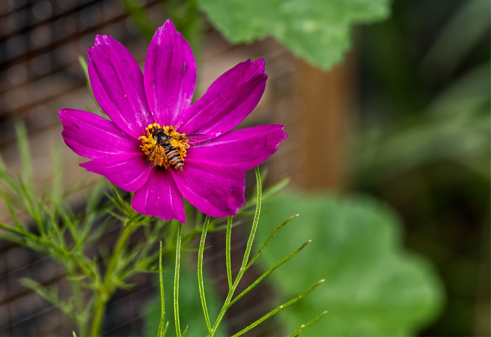 Nikon D5500 sample photo. Flower, blossom, bloom photography