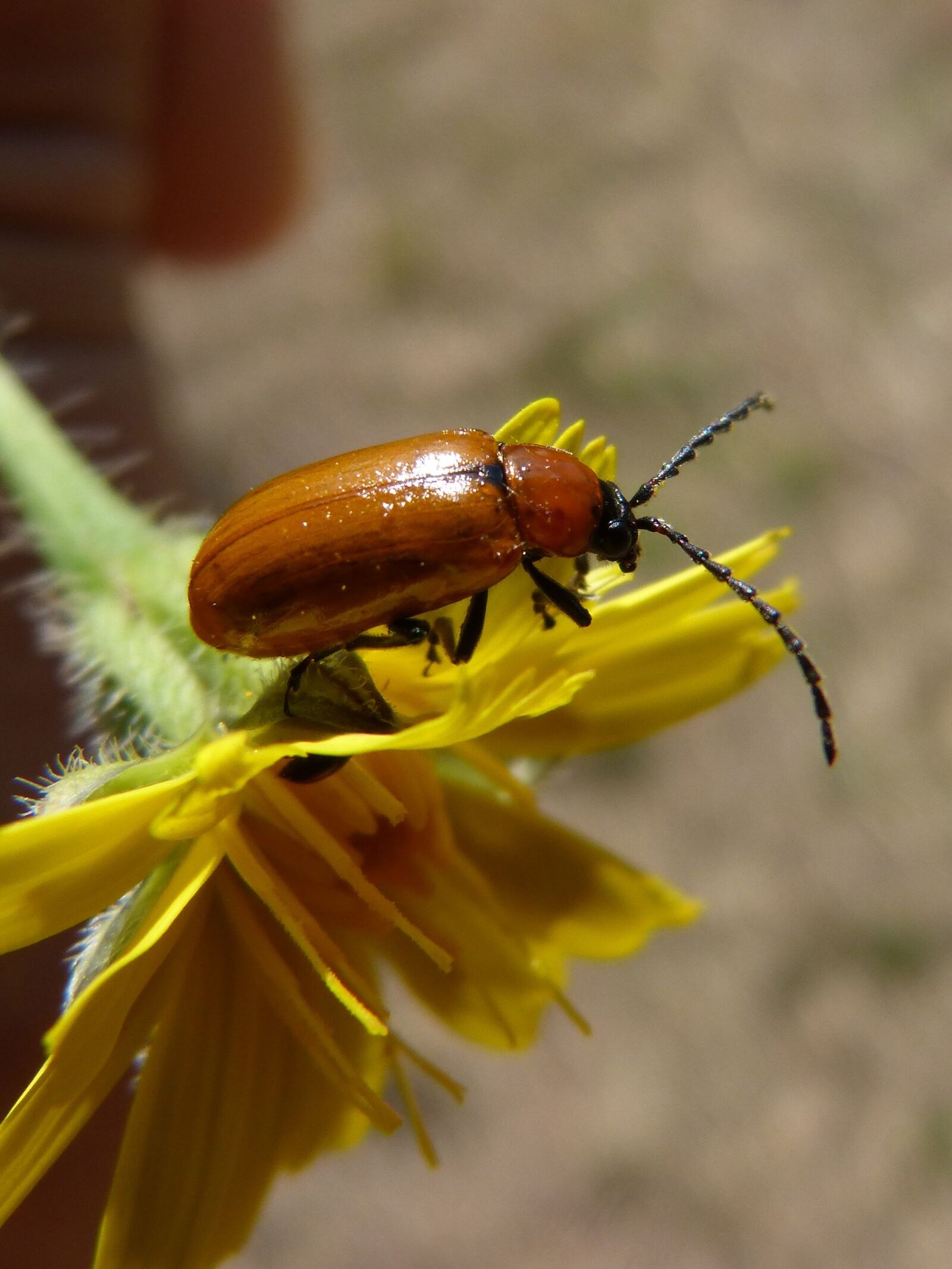 Panasonic DMC-FZ62 sample photo. Weevil, beetle, diptera photography