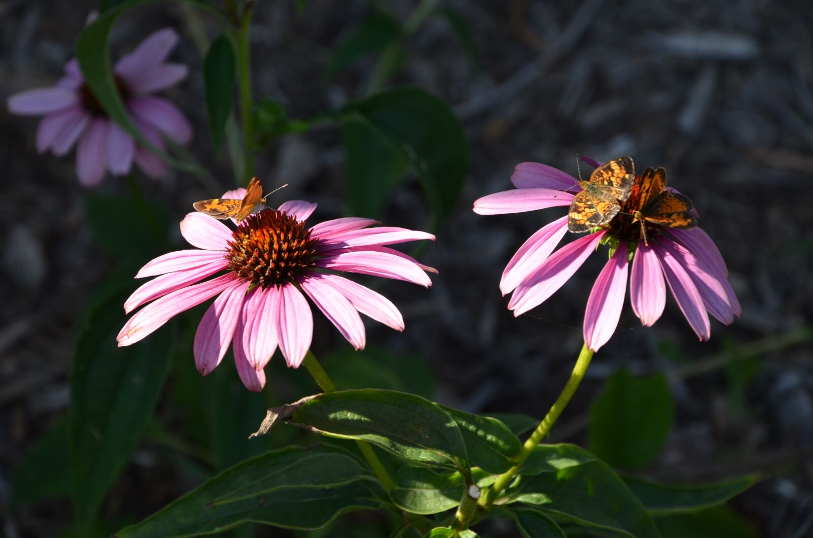 Nikon D7000 sample photo. Nature, flower, flora photography