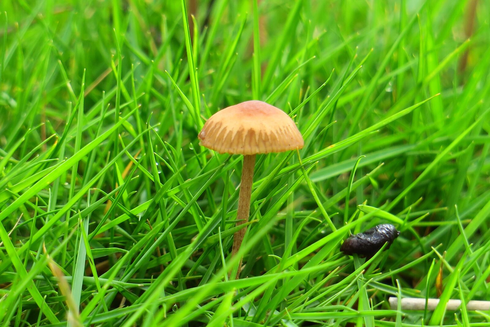 Canon PowerShot G3 X sample photo. Mushroom, fresh, natural photography