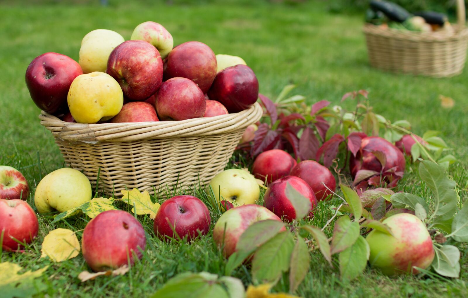 Canon EOS 60D sample photo. Apples, season, autumn photography