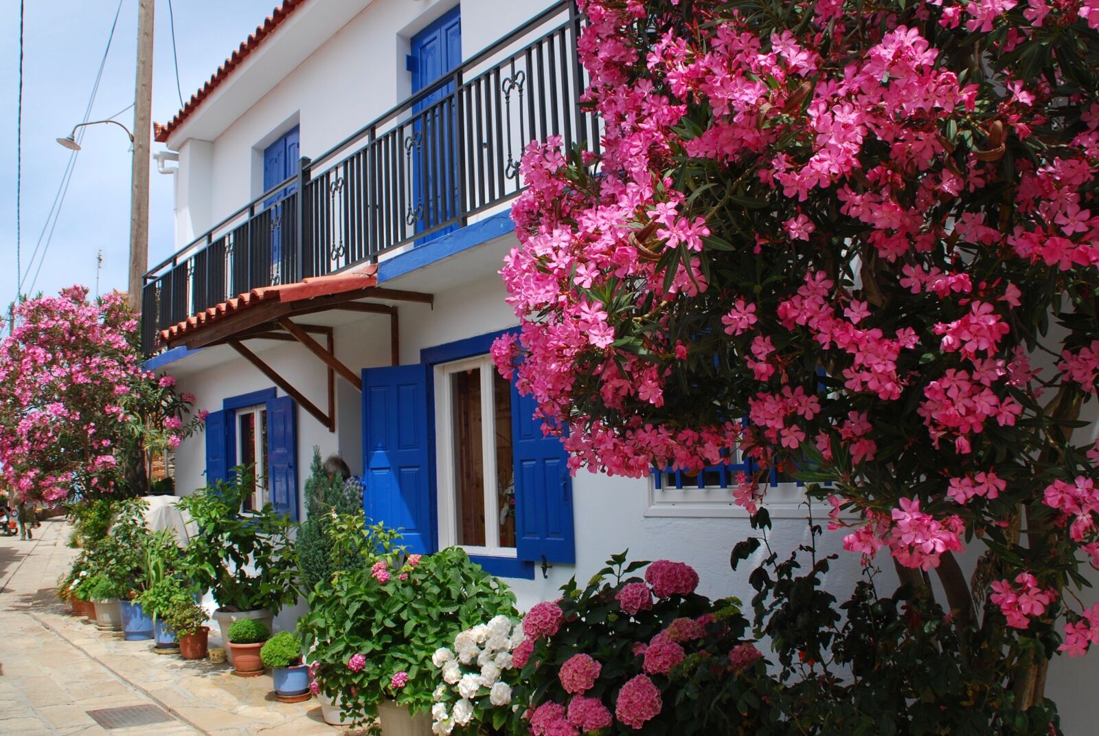 Nikon D60 sample photo. Samos, oleander, greece photography