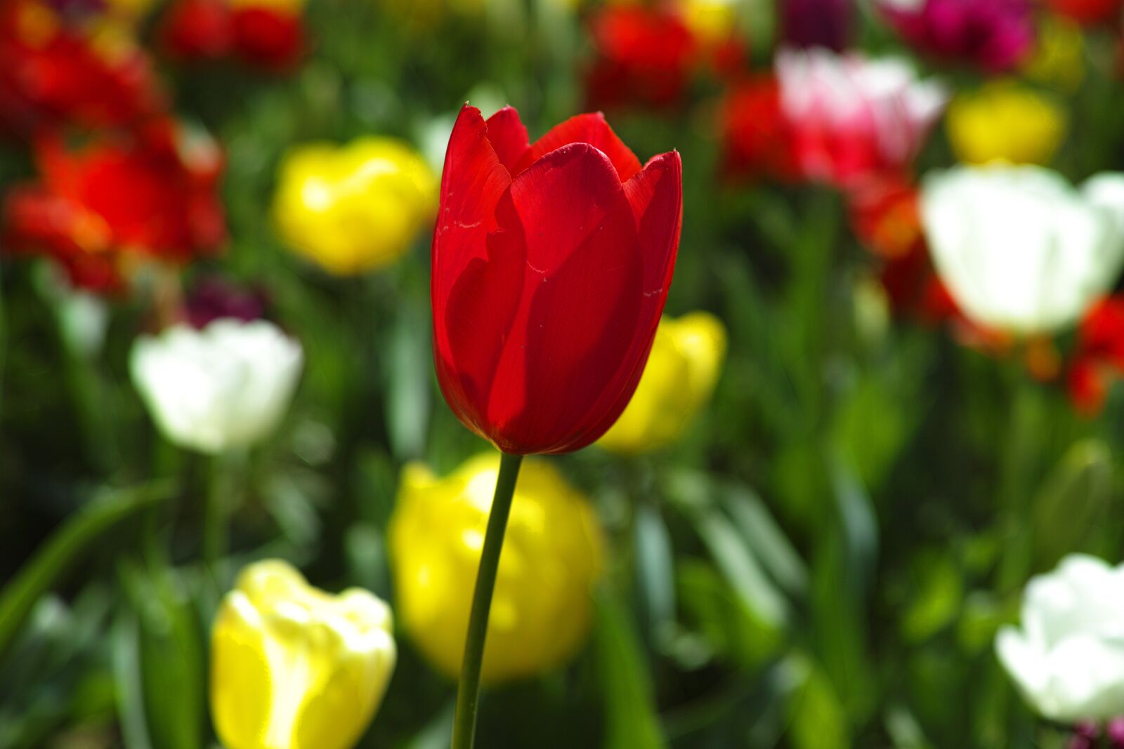 Sigma DP3 Merrill sample photo. Tulips, flower, flowers photography