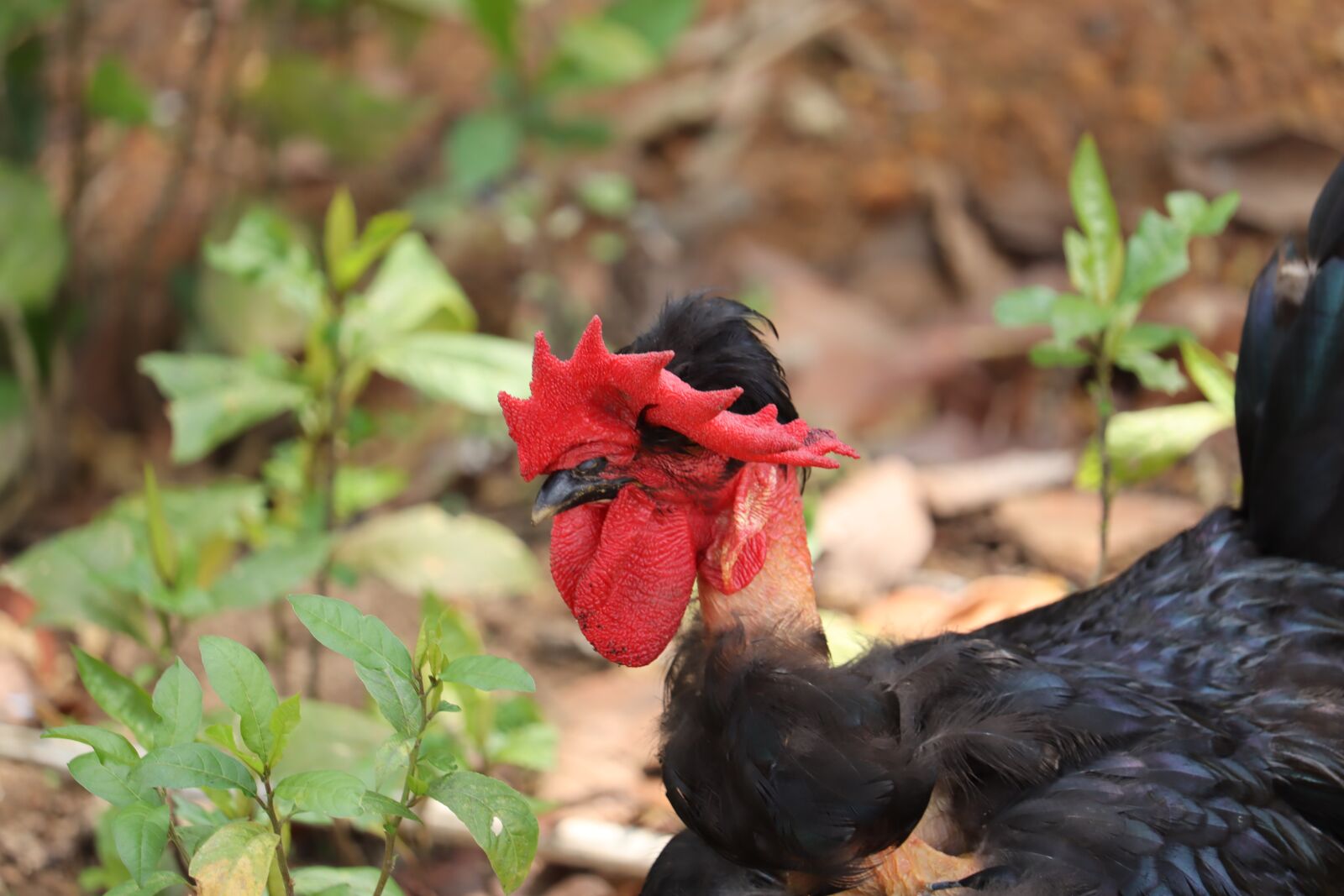 Canon EOS 250D (EOS Rebel SL3 / EOS Kiss X10 / EOS 200D II) sample photo. Kerala, hen, male photography