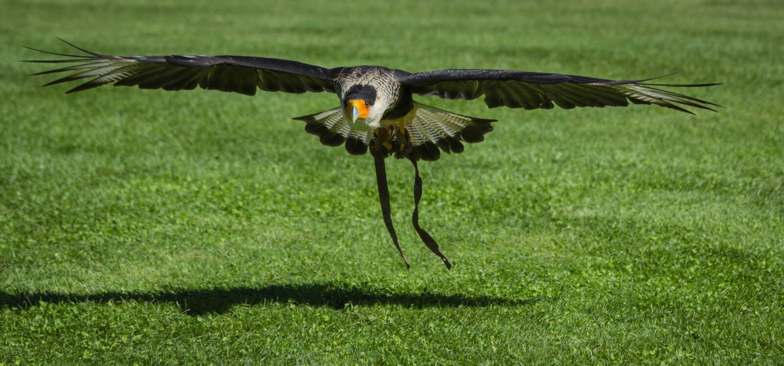 Canon EF 70-300mm F4-5.6 IS USM sample photo. Birds, lawn, nature photography