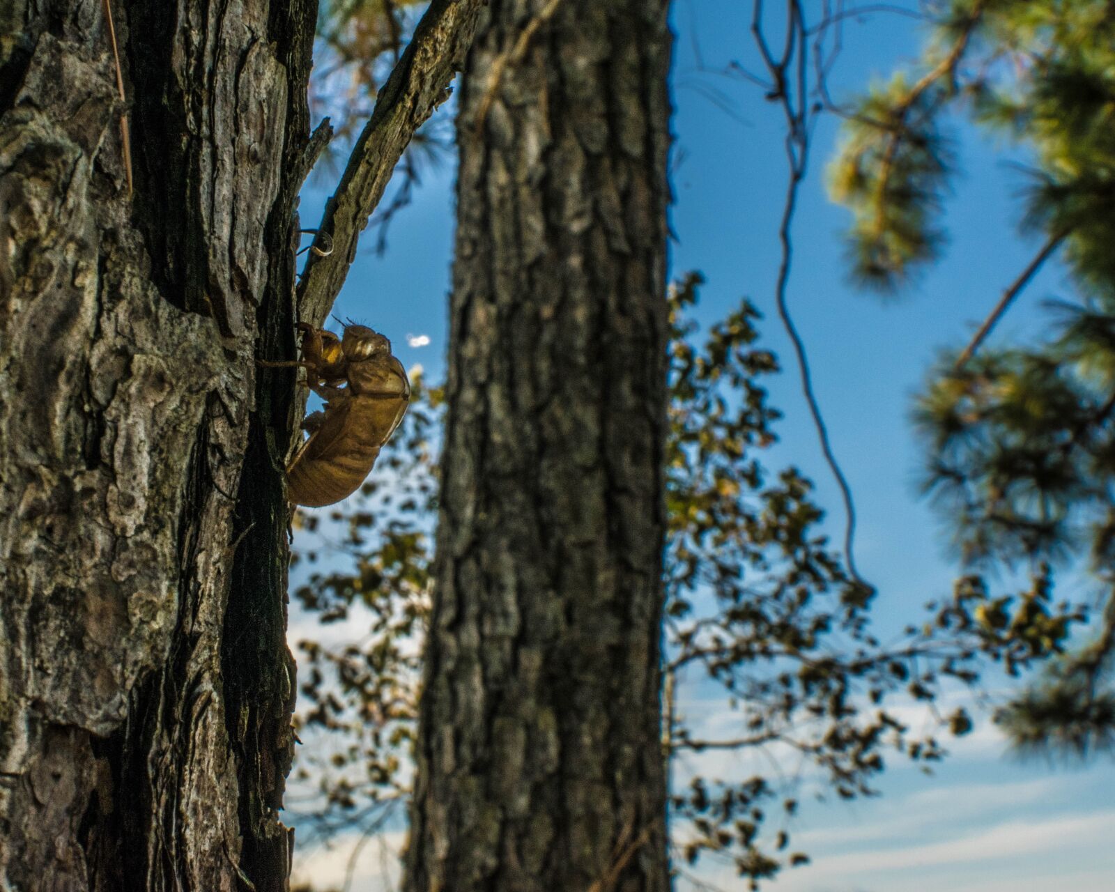 Nikon D3300 sample photo. Park, nature, cicada photography