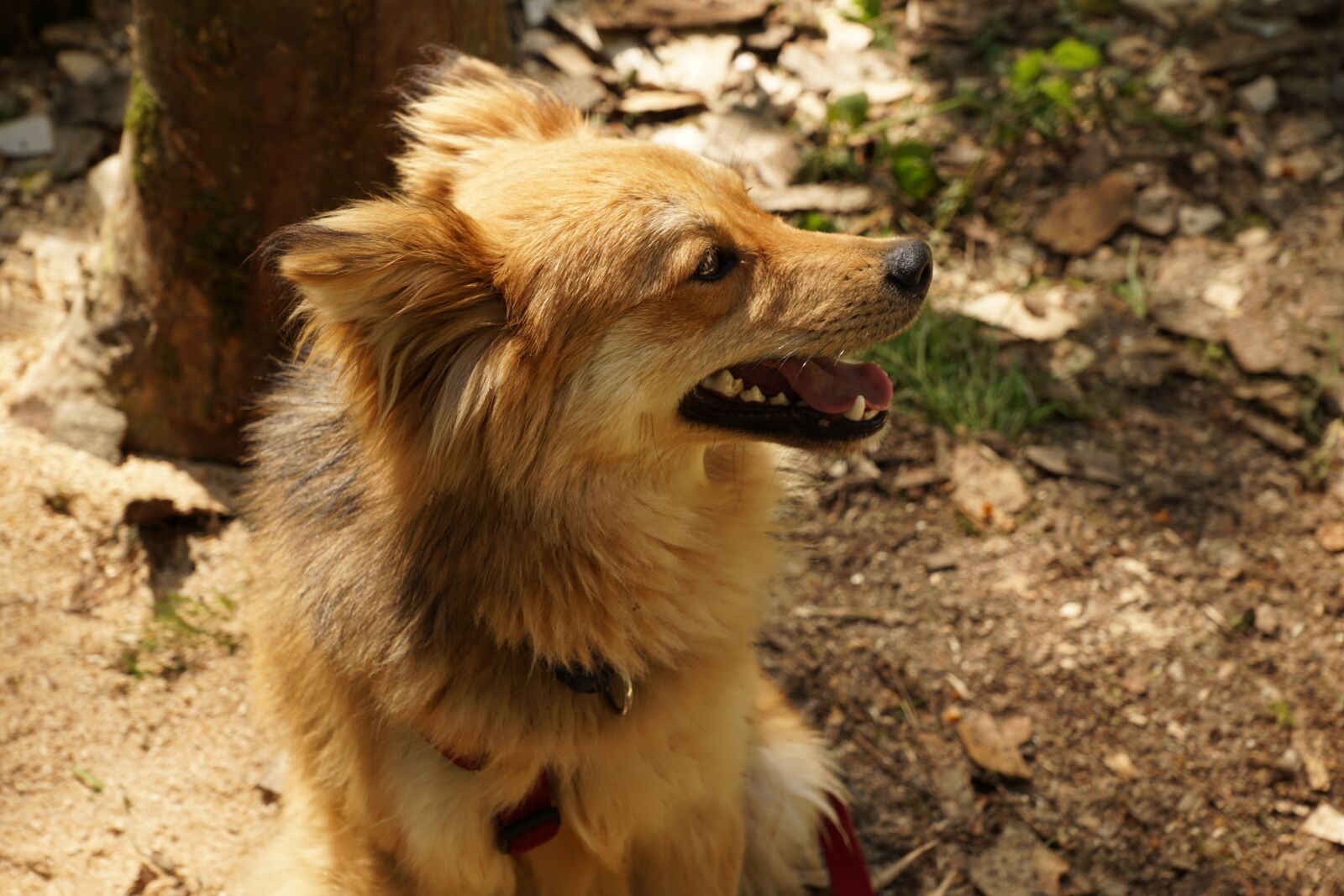 Sony ILCA-77M2 + Sony DT 16-50mm F2.8 SSM sample photo. Dog, pet, hand photography