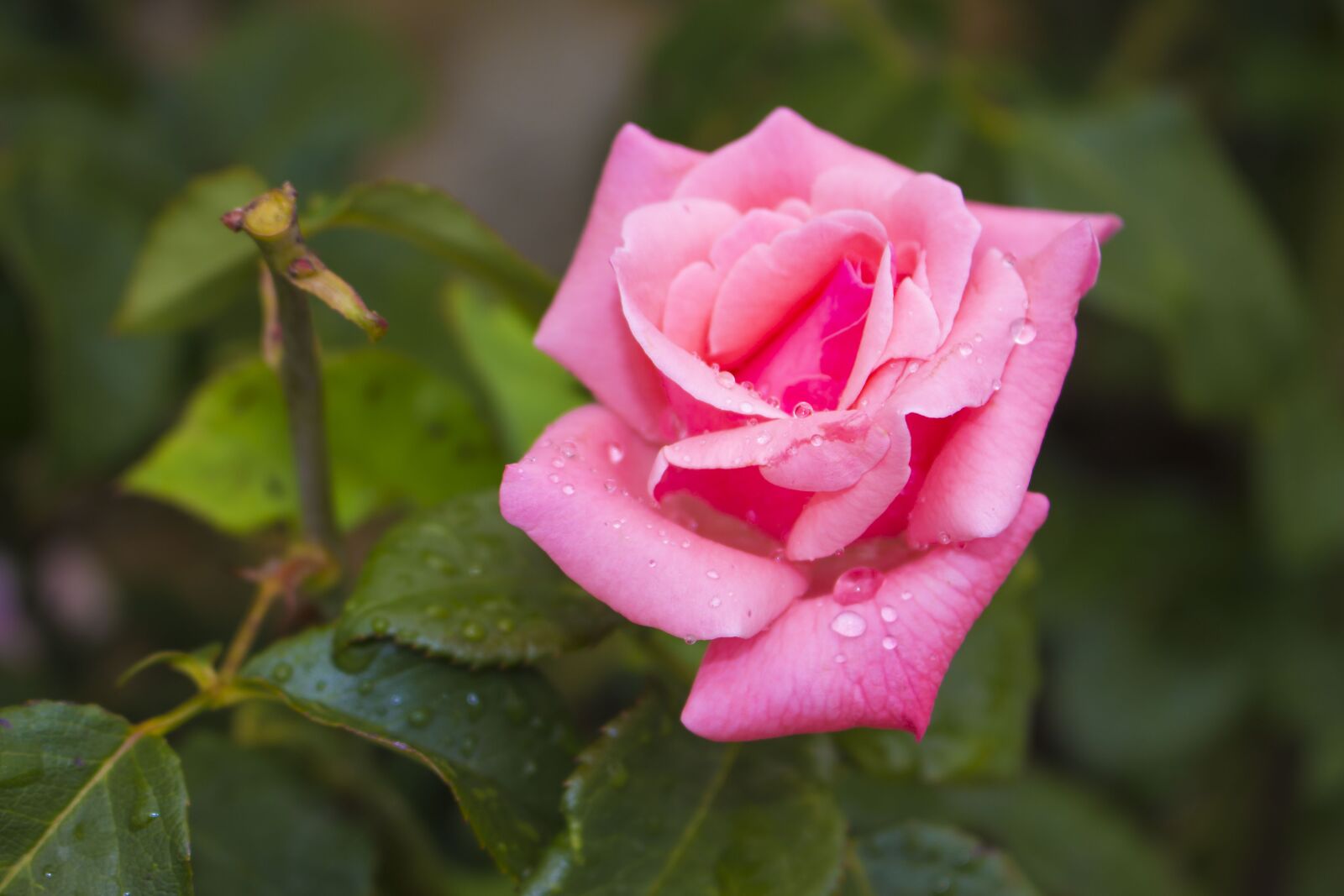 Canon EOS 100D (EOS Rebel SL1 / EOS Kiss X7) sample photo. Rose, flower, rose flower photography