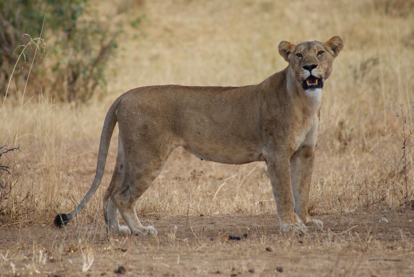 Sony Alpha DSLR-A230 sample photo. Lioness, lion, africa photography