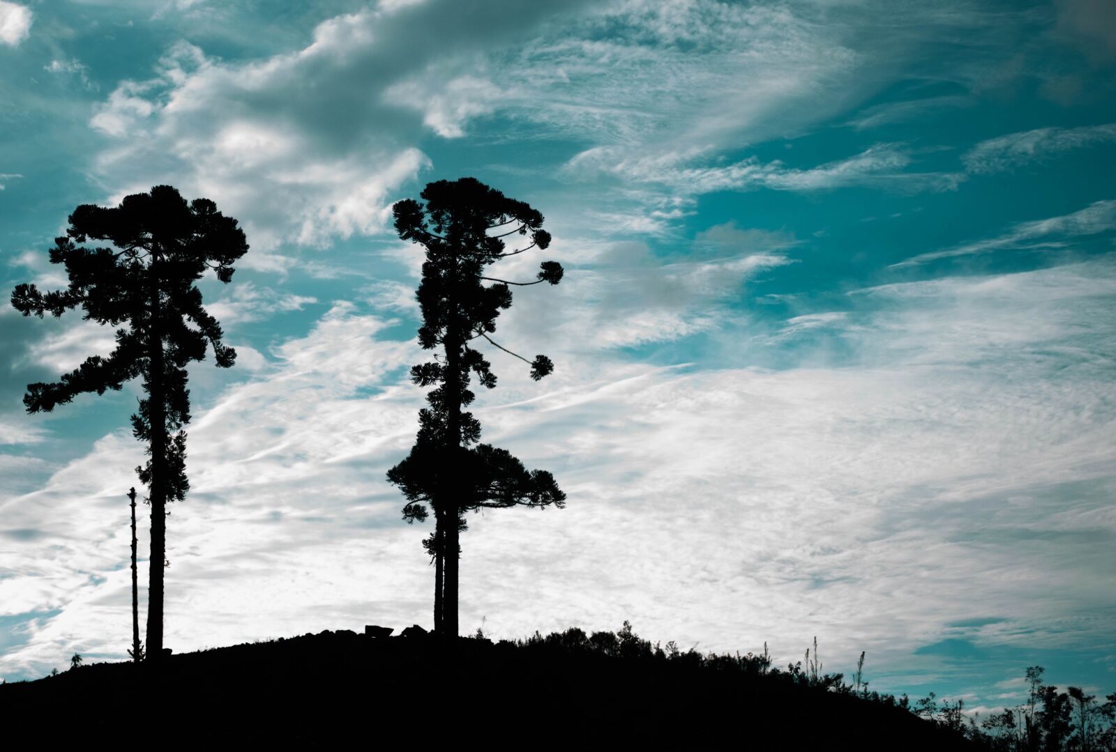 Nikon D7200 sample photo. Sky, trees, nature photography