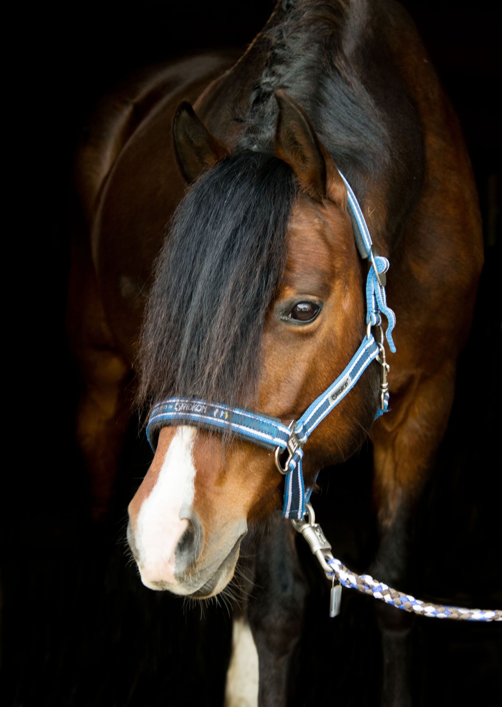 Nikon D3300 sample photo. Horse, pony, brown photography