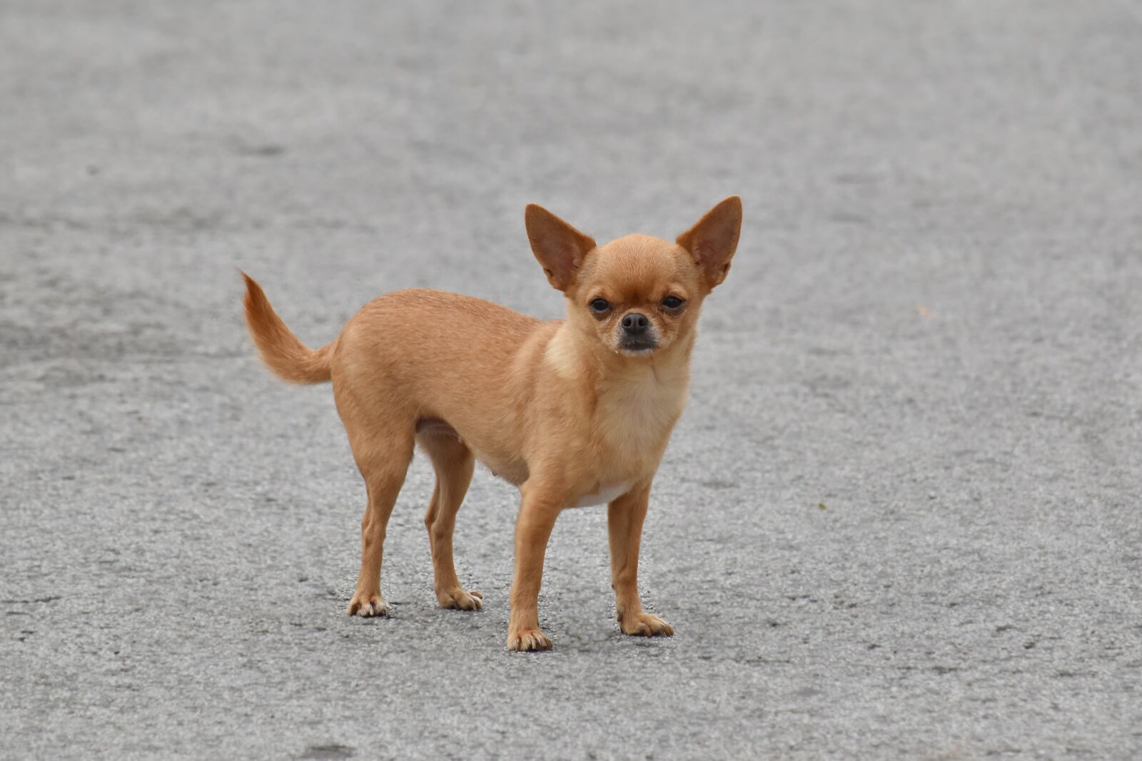 Nikon D5500 sample photo. Adorable, dog, light brown photography