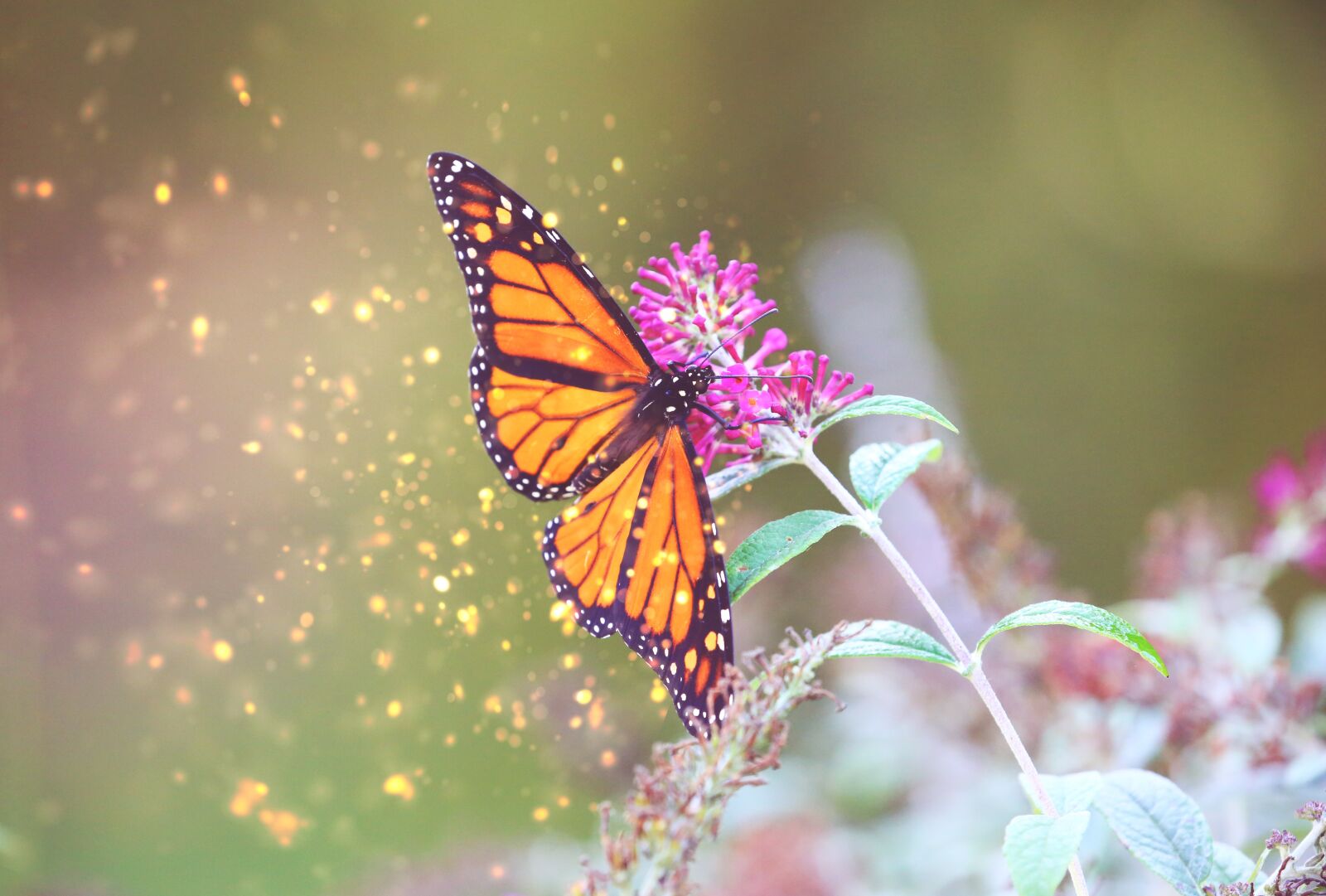 Canon EOS 5D Mark III sample photo. Monarch, butterfly, garden photography