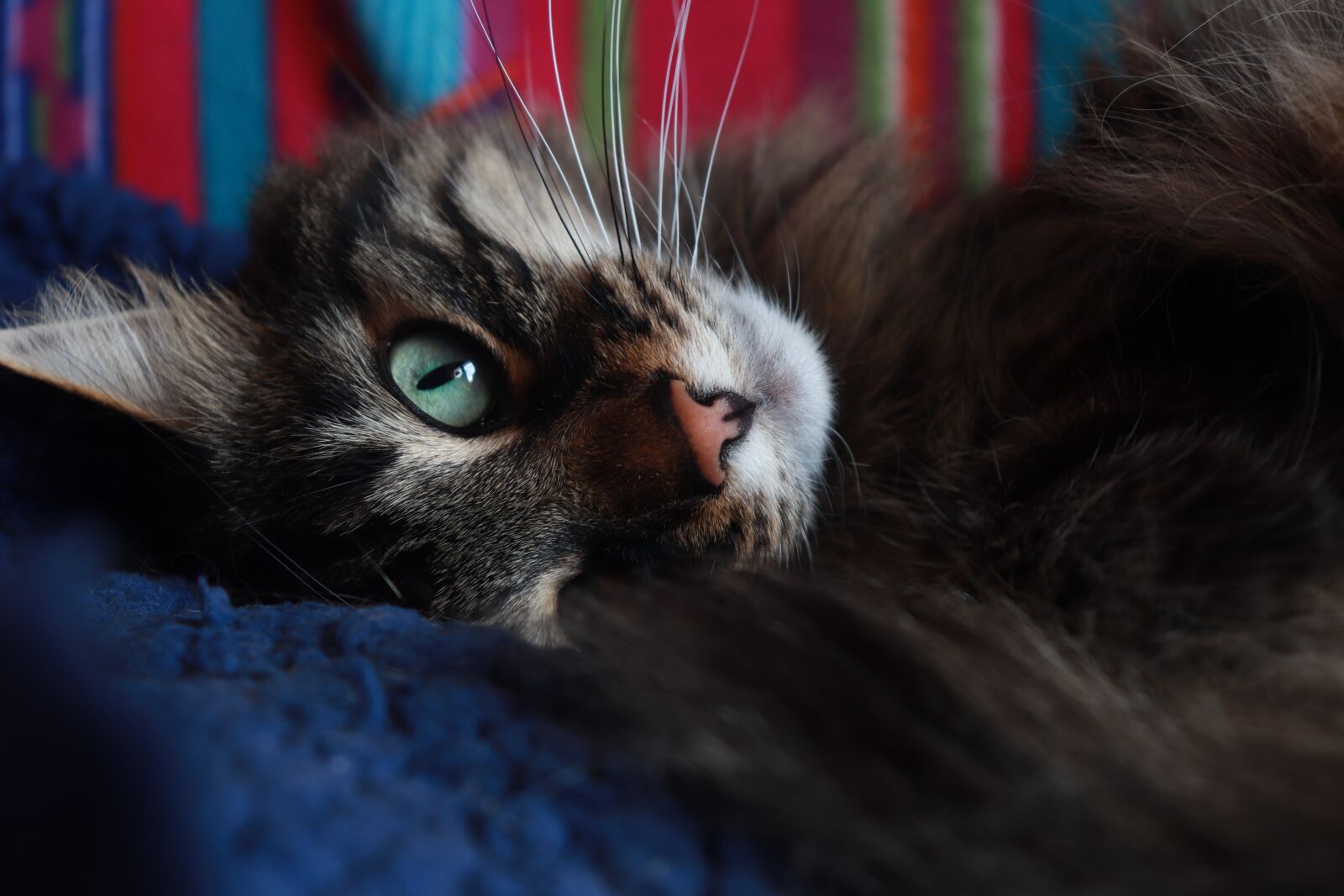 Canon EOS 77D (EOS 9000D / EOS 770D) sample photo. Cat, green eyes, whiskers photography