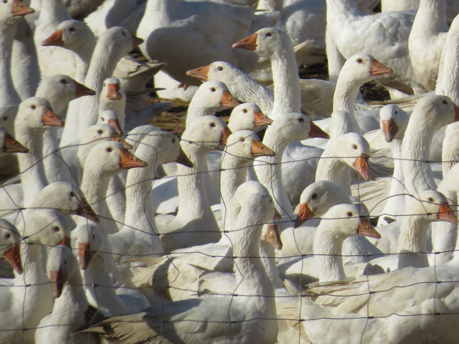 Canon PowerShot SX50 HS sample photo. Goose, geese, breeding photography