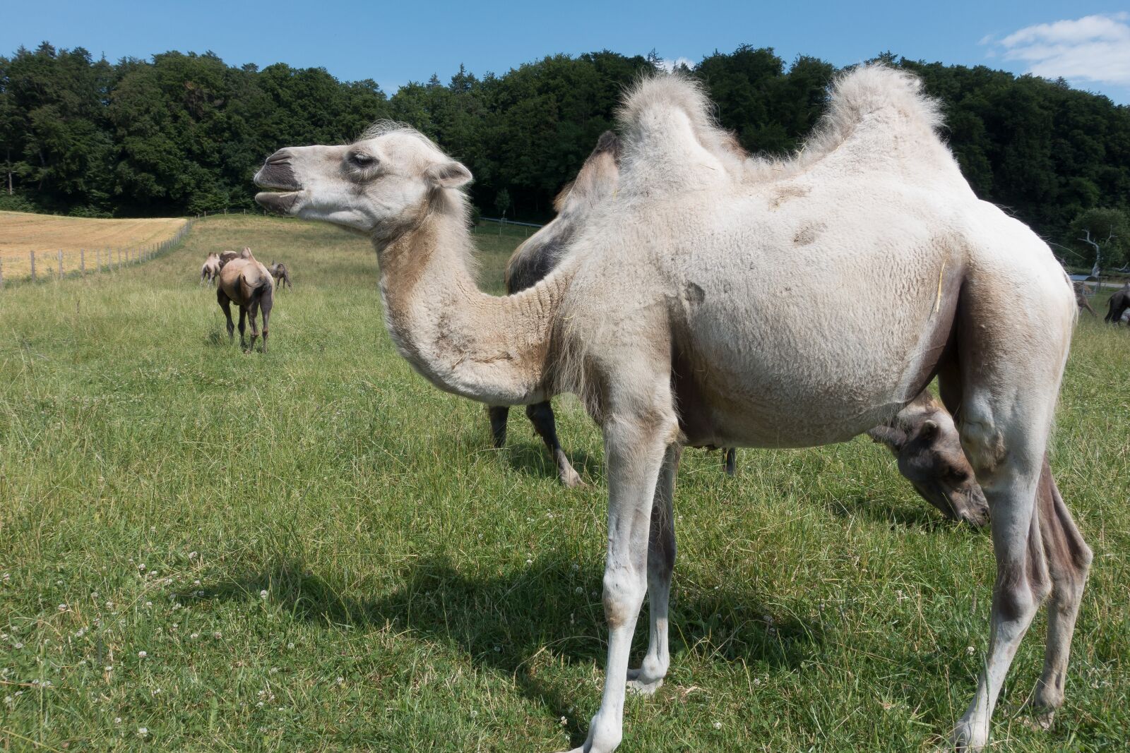 Sony Cyber-shot DSC-RX100 III sample photo. Camel, camelus bactrianus, paarhufer photography