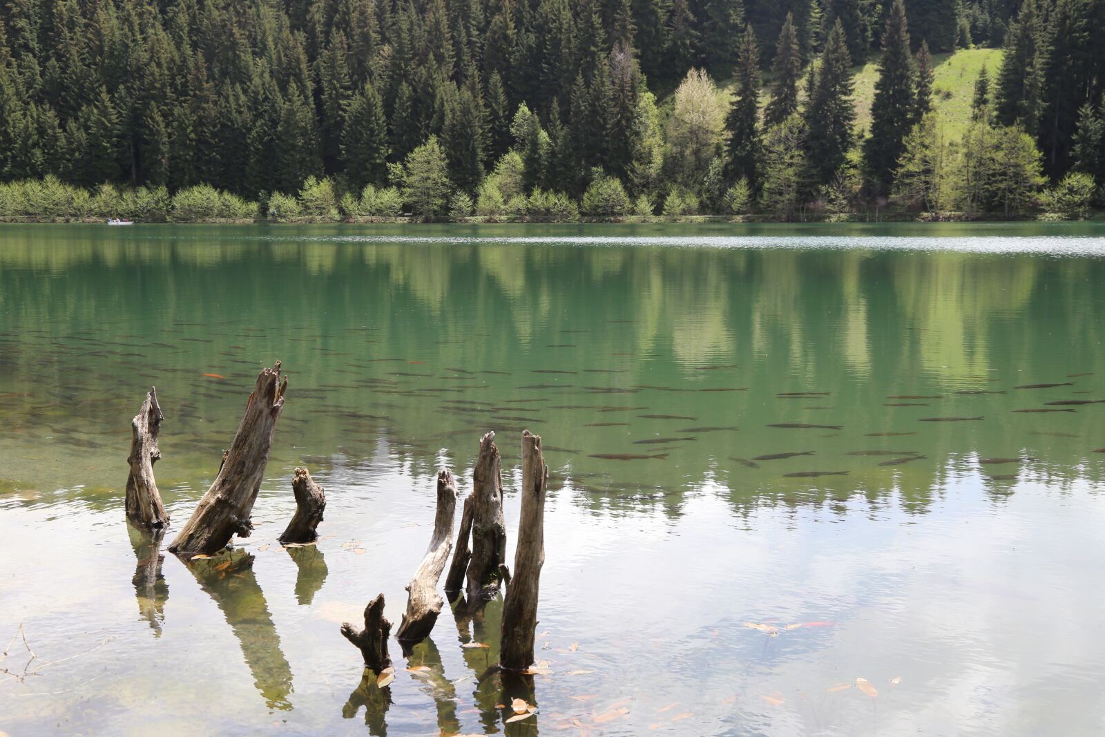 Canon EOS 6D + Canon EF 24-105mm F4L IS USM sample photo. Landscape, nature, artvin photography