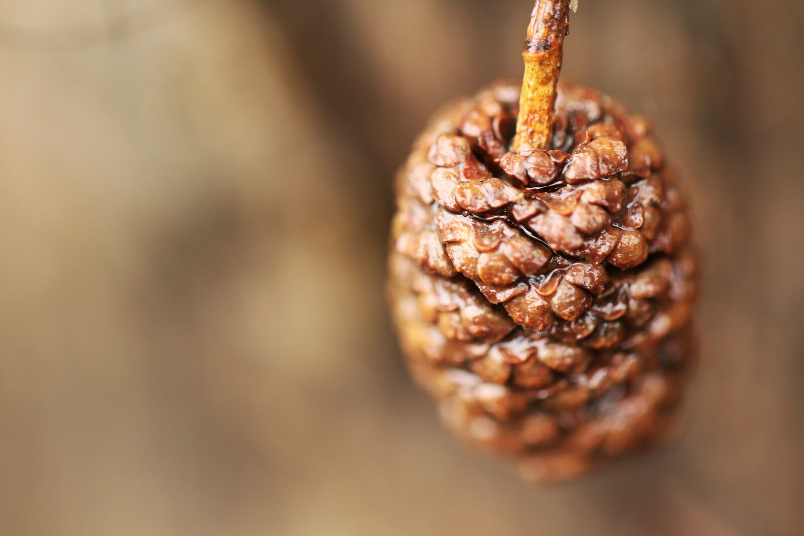 Canon EOS 7D Mark II sample photo. Pinecone, nature, forest photography