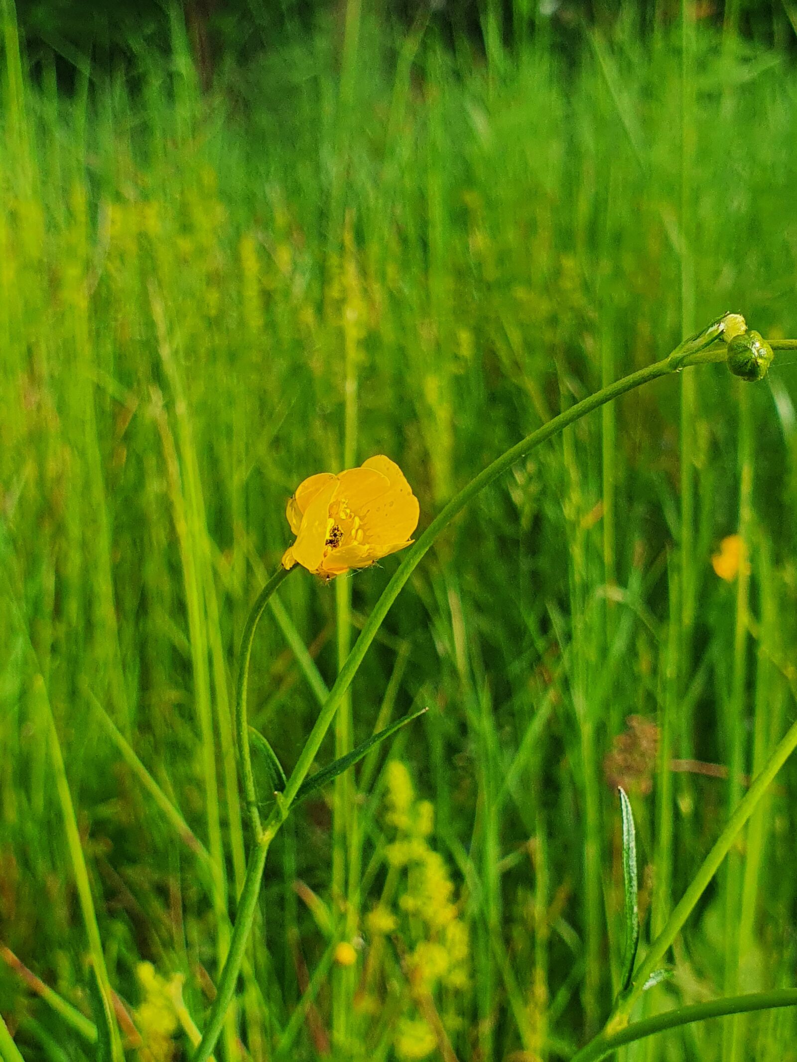 Samsung Galaxy S10 sample photo. Flower, nature, spring photography