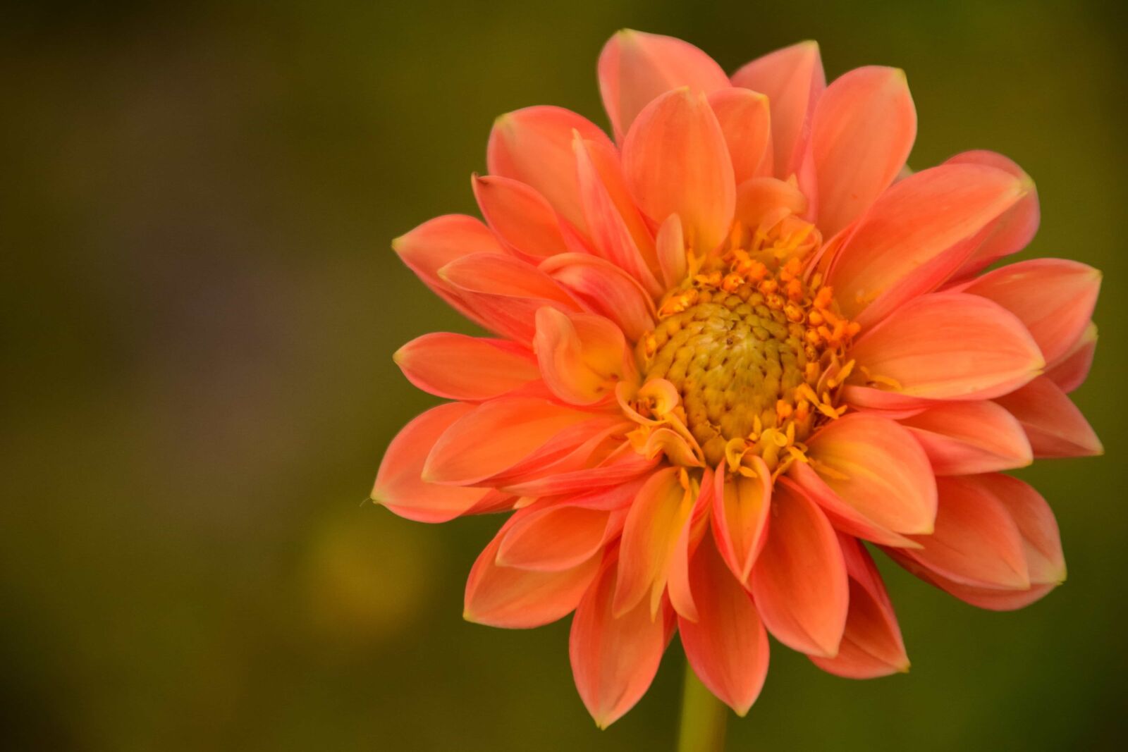Nikon D3300 sample photo. Flower, garden, nature, petal photography