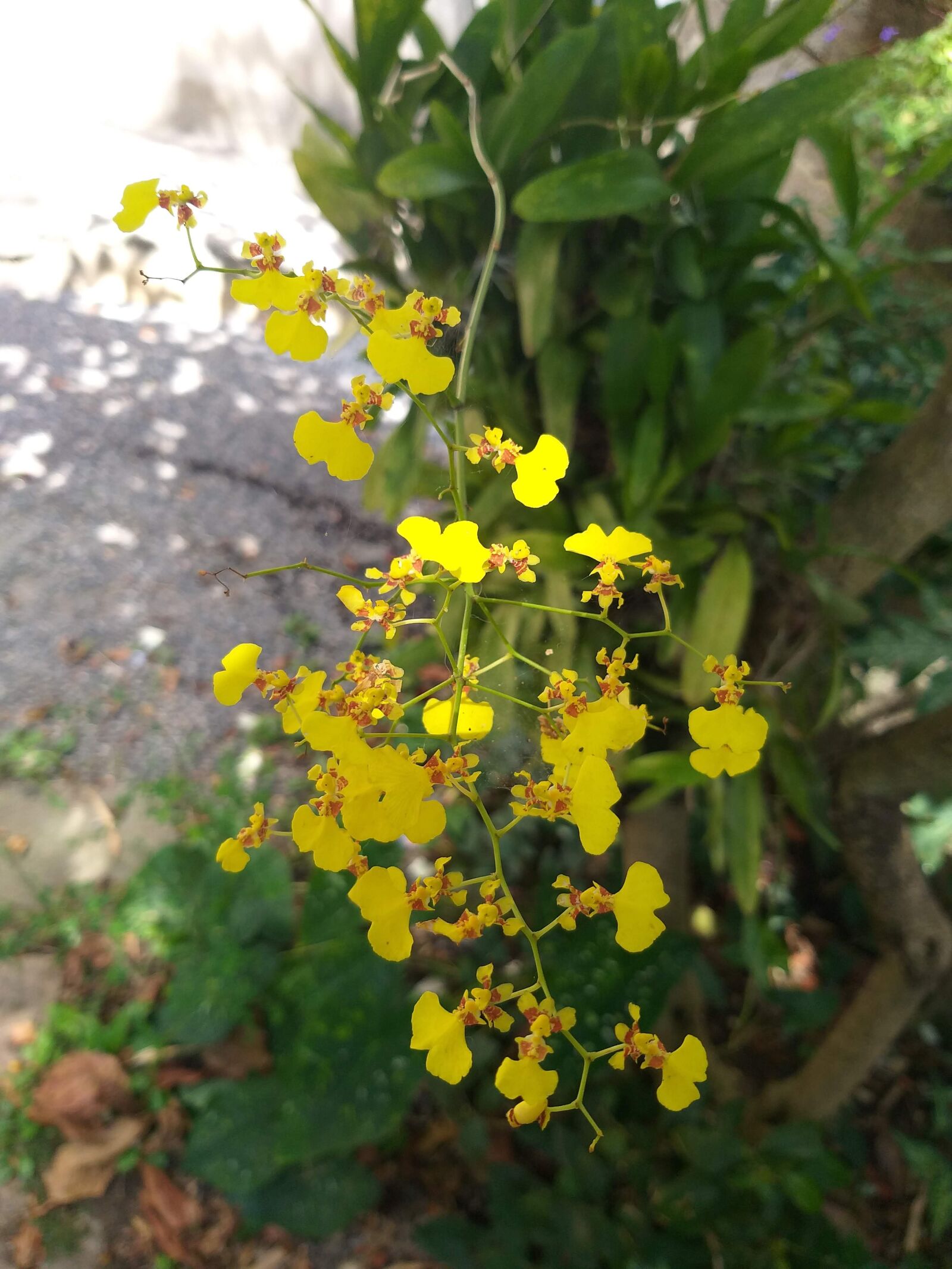 Samsung Galaxy J8 sample photo. Flores, flor, jardim photography