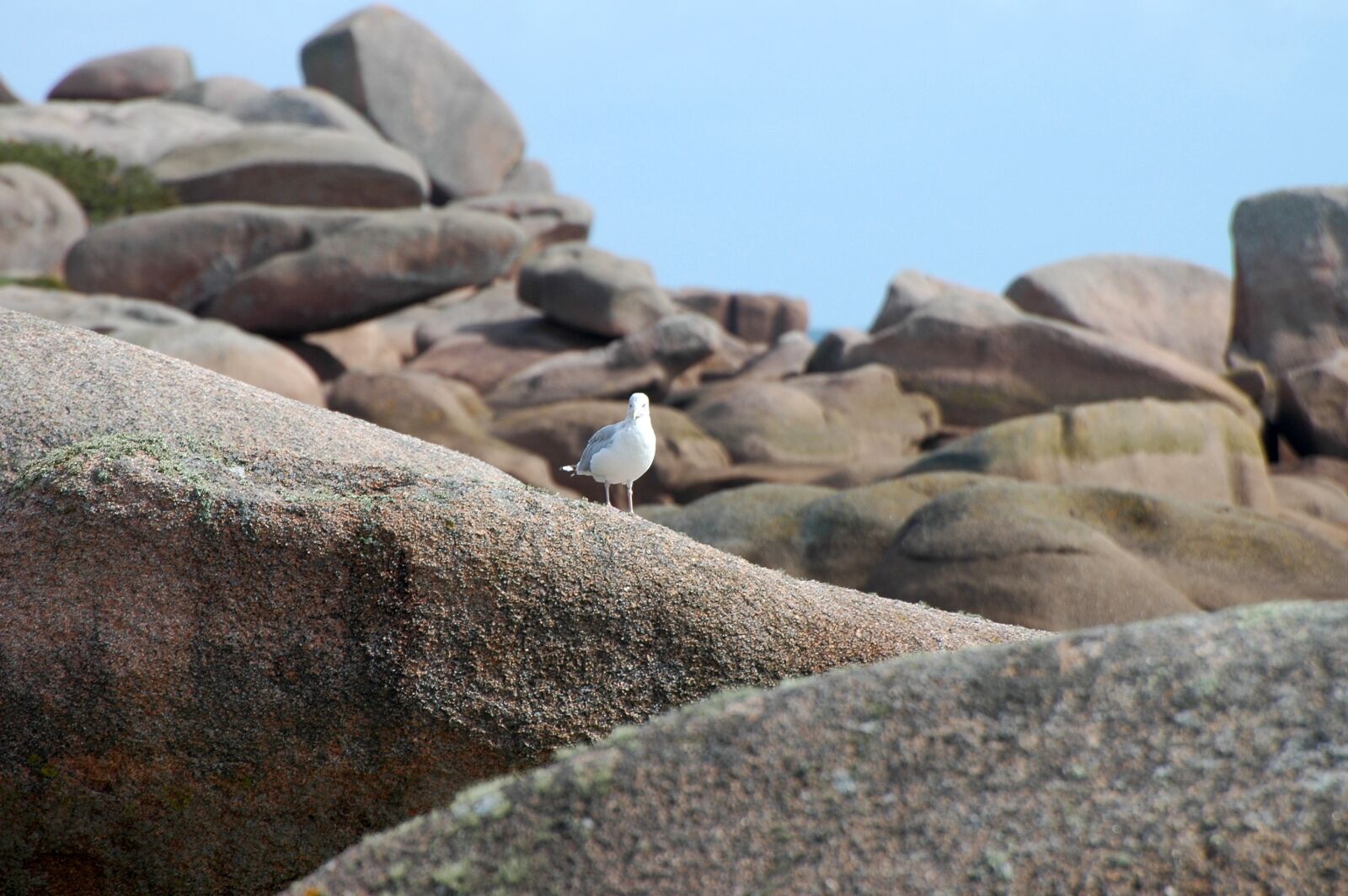 Nikon D70 sample photo. Seagull, rock, coast photography