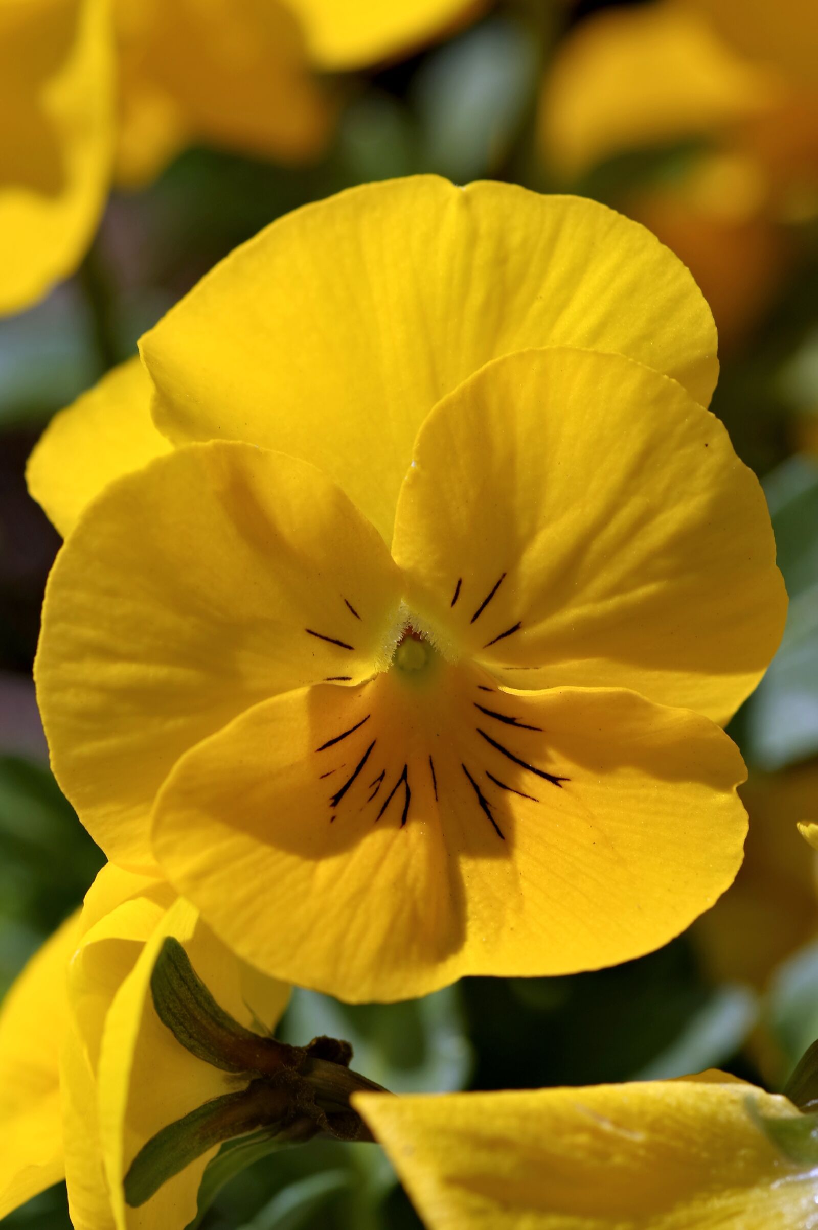 Pentax K-S2 sample photo. Pansy, yellow, single color photography