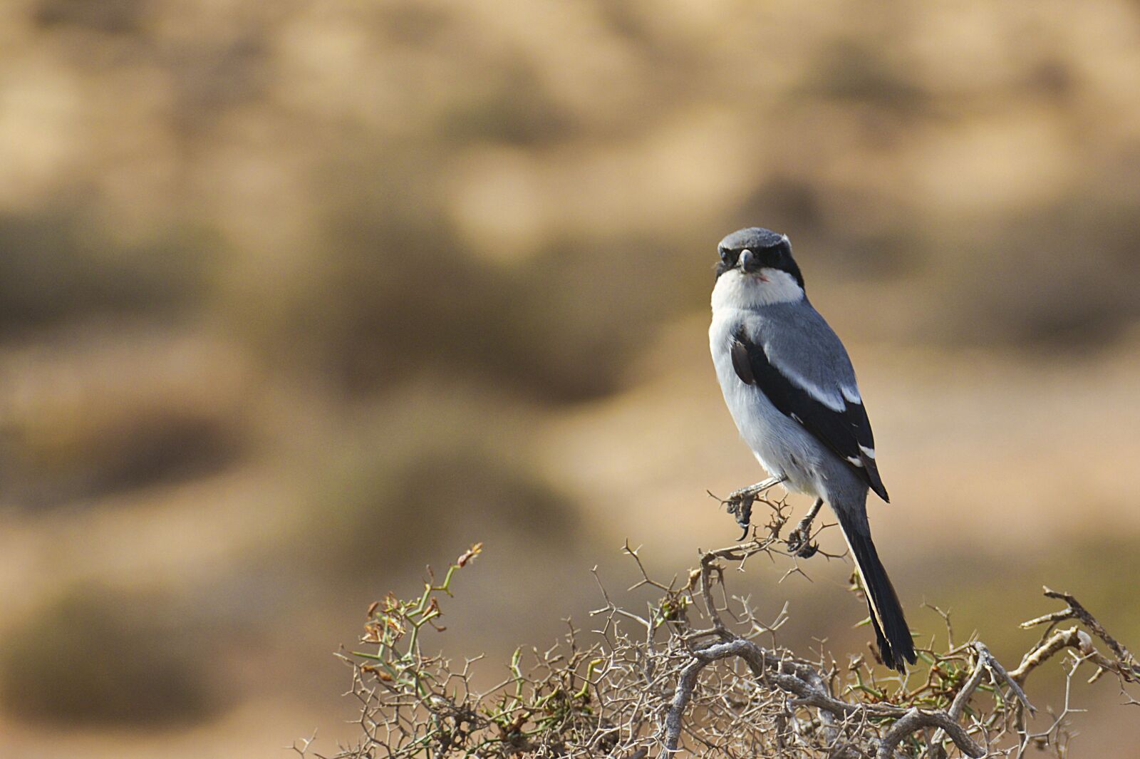 Nikon D7100 sample photo. Bird, bush, wild photography