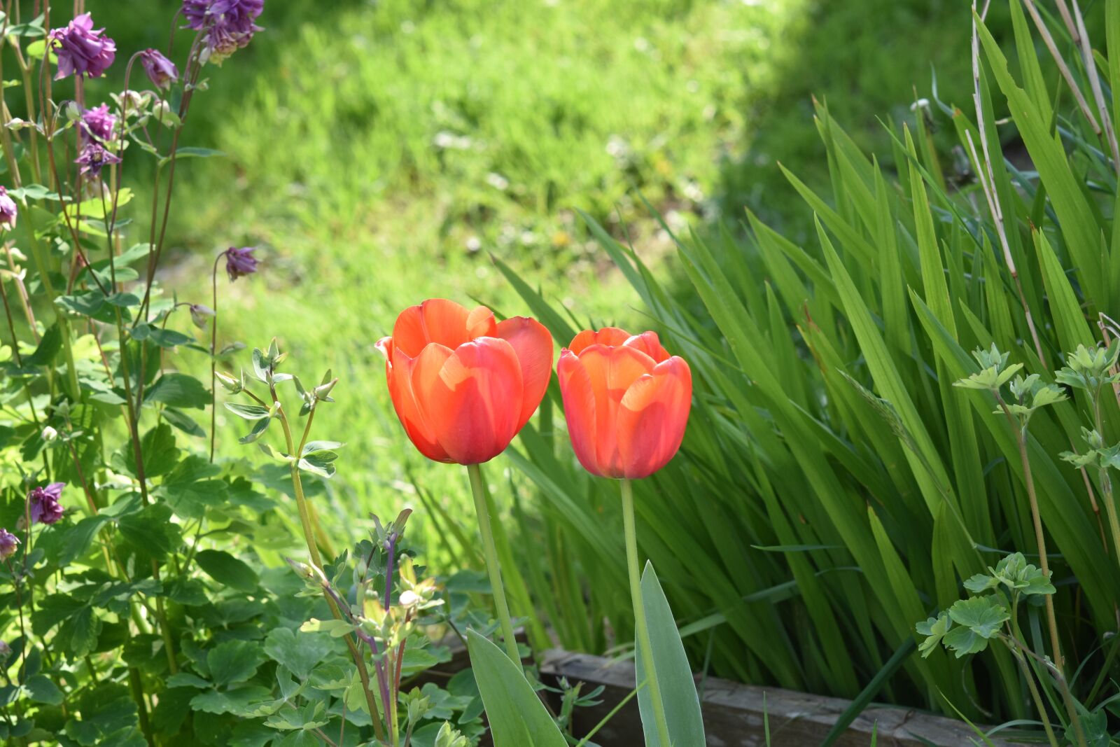 Nikon D5600 sample photo. Flower, tulip orange red photography