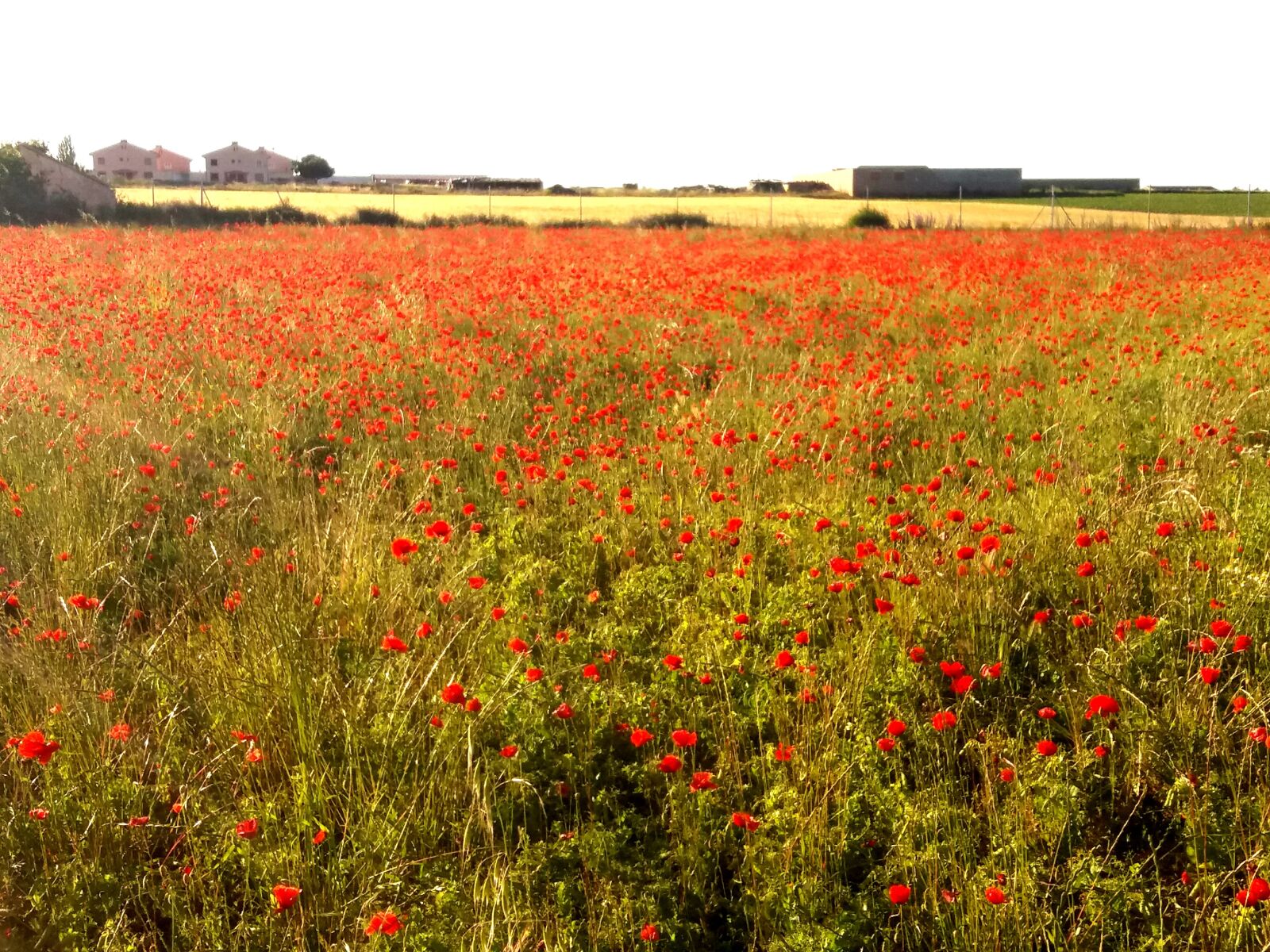 Samsung Galaxy J5(2016) sample photo. Landscape, spring, poppies photography