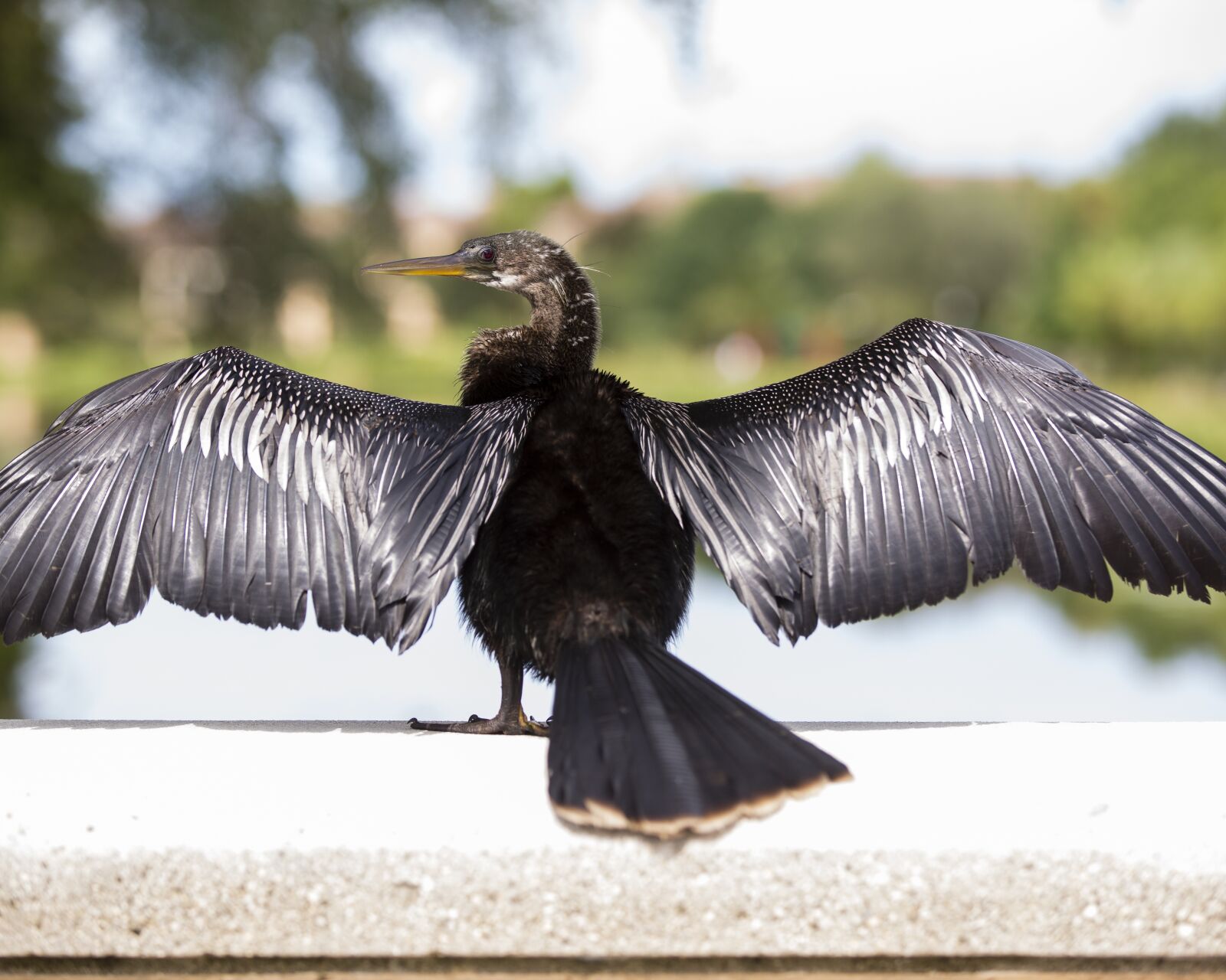 Canon EOS 5D Mark III sample photo. Bird, florida, nature photography