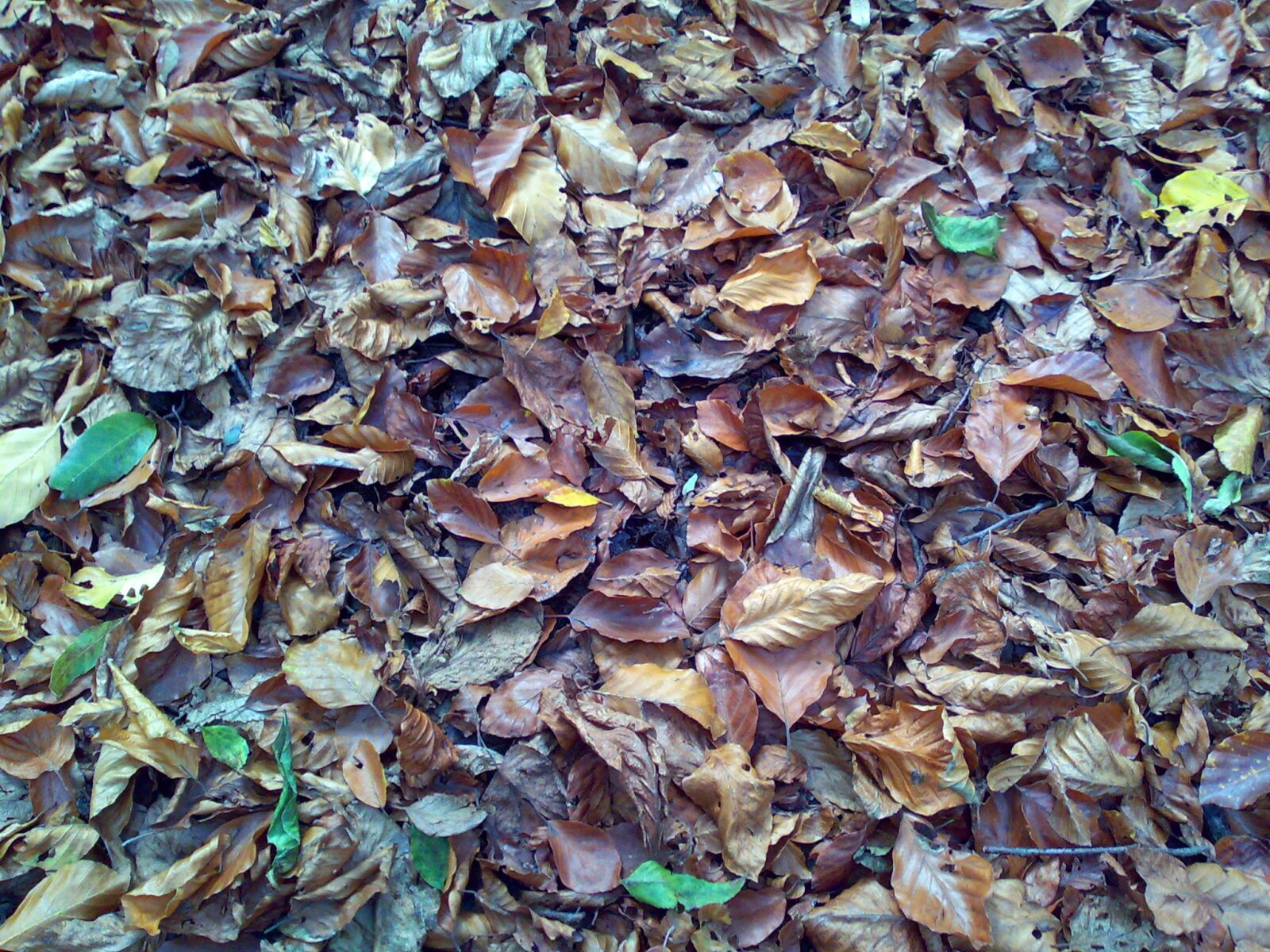 Nokia E90 sample photo. Autumn, leaves, fall, foliage photography