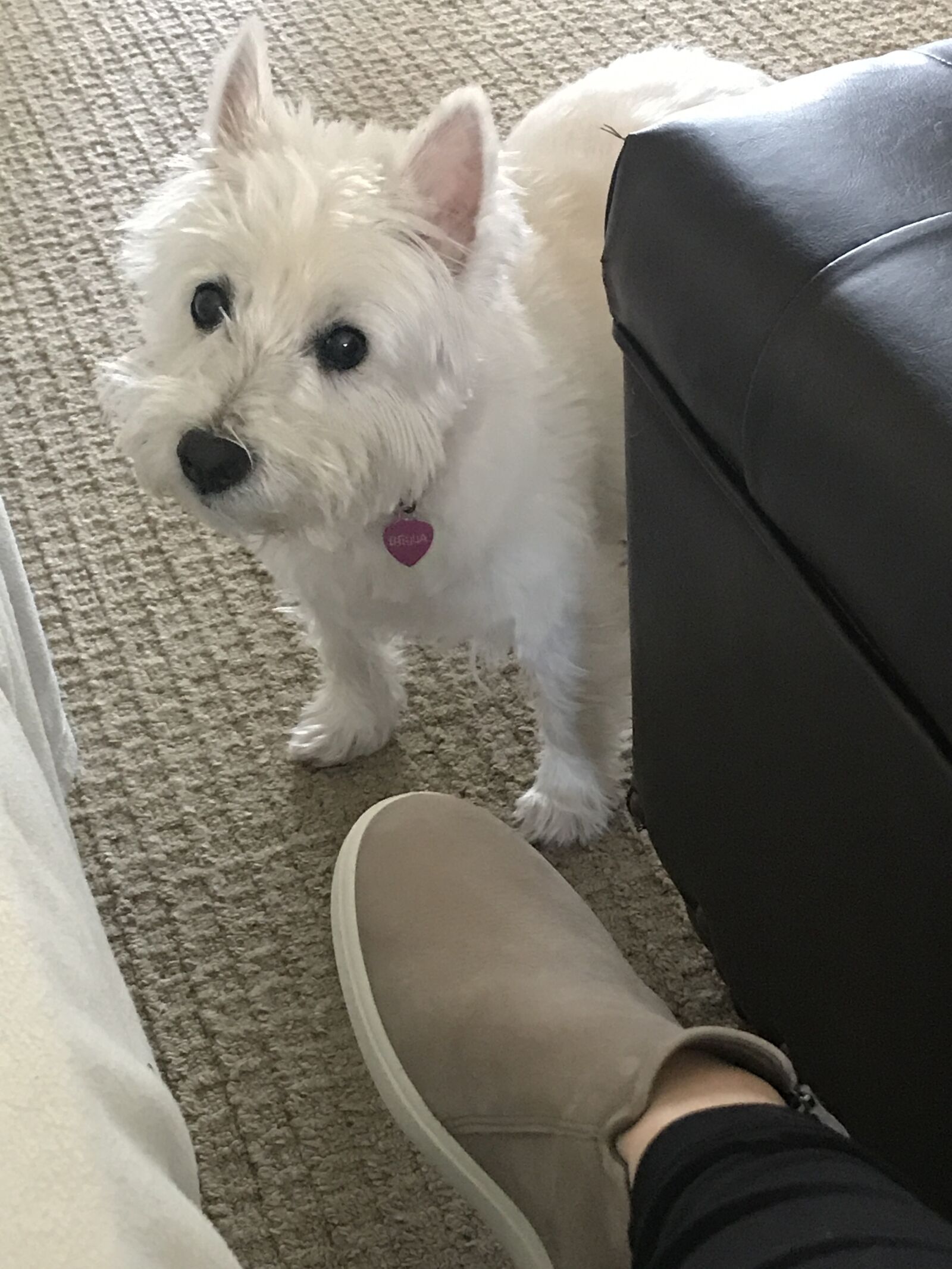iPhone 7 Plus back dual camera 3.99mm f/1.8 sample photo. Westie, dog, terrier photography