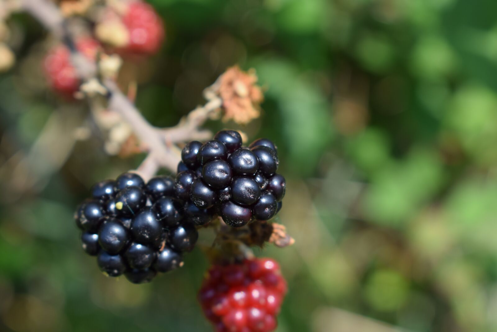 Nikon D3300 sample photo. Blackberries, brambles, berry photography