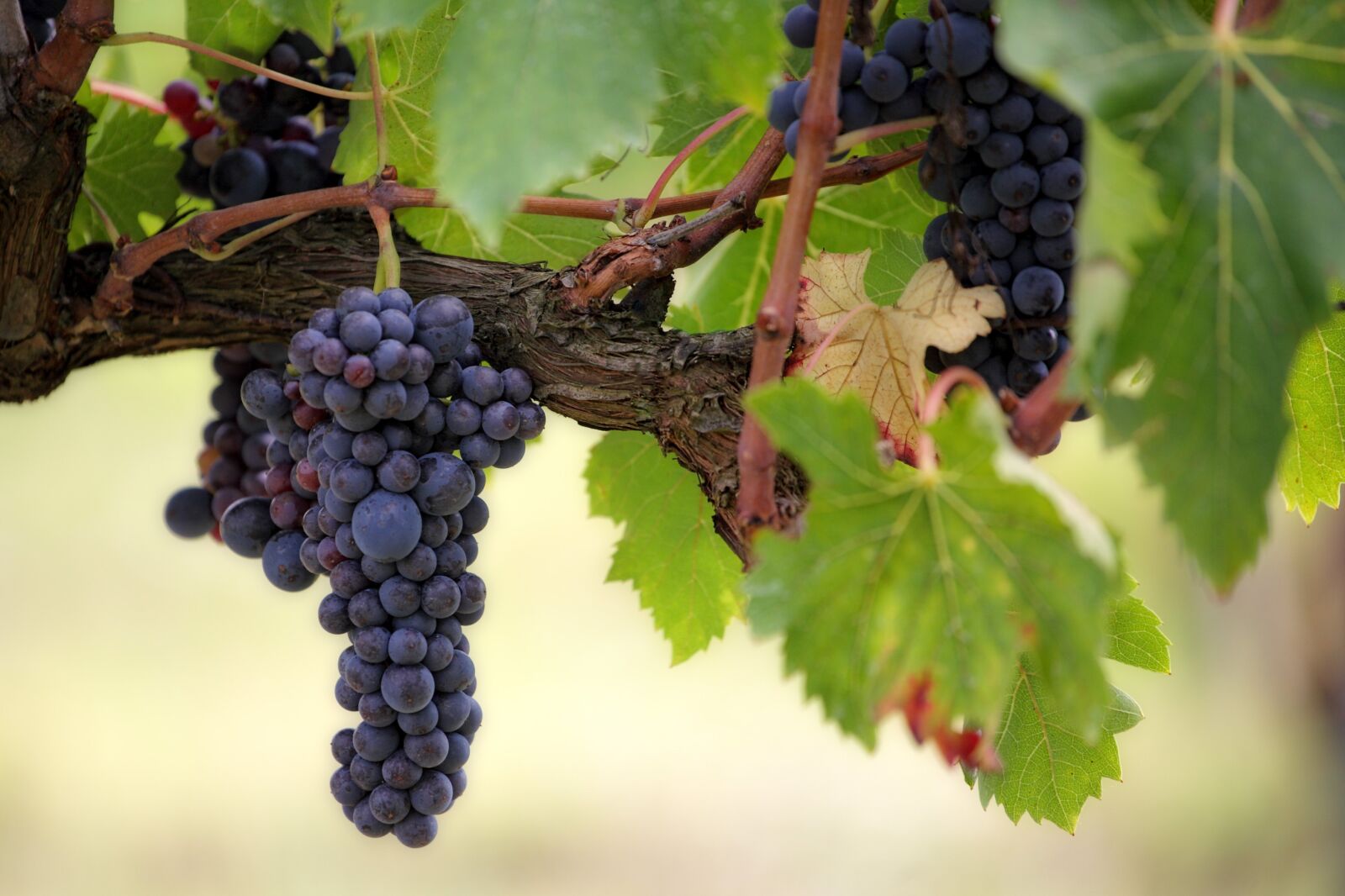 Canon EOS 5D sample photo. Fruit, grape, vines photography