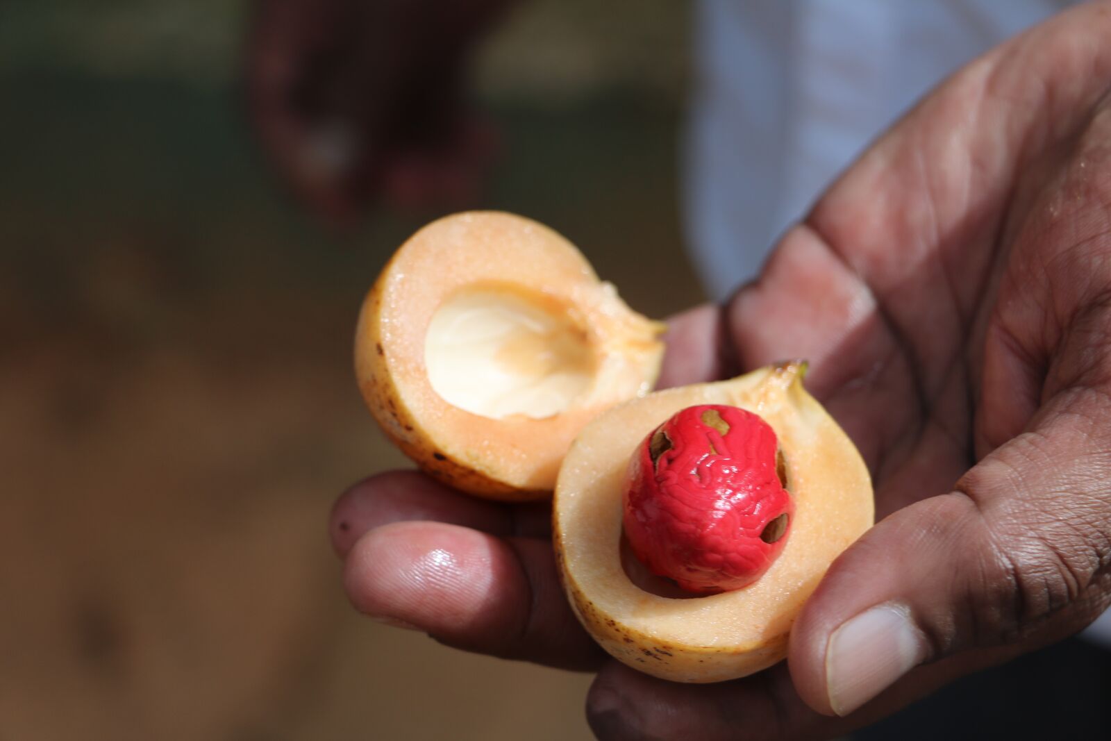 Canon EOS 750D (EOS Rebel T6i / EOS Kiss X8i) sample photo. Nutmeg, hand, sri lanka photography