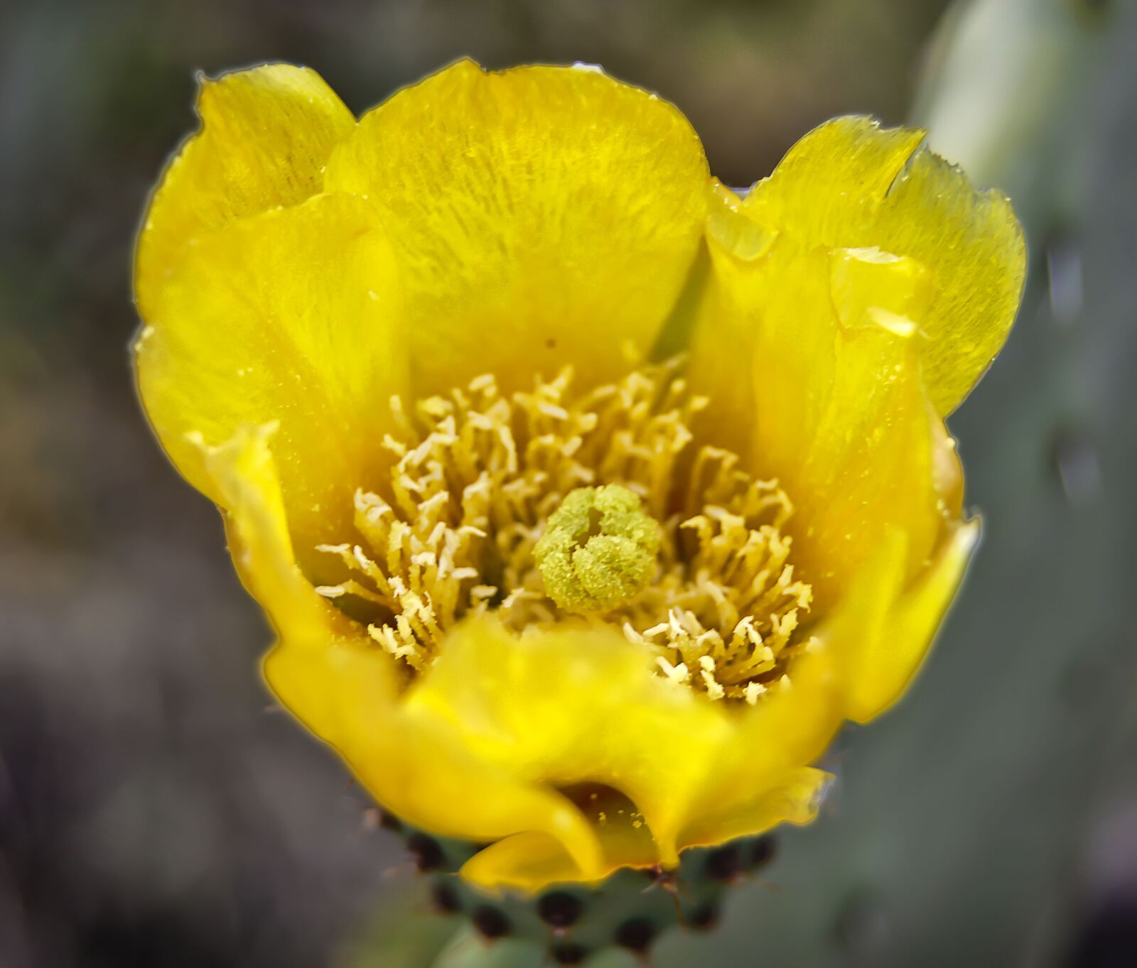Nikon D3200 sample photo. Flower, yellow flower, prickly photography