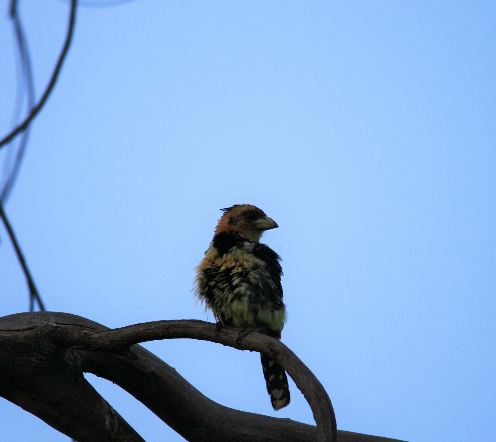 Canon EOS 400D (EOS Digital Rebel XTi / EOS Kiss Digital X) sample photo. Crested barbet, bird, colorful photography