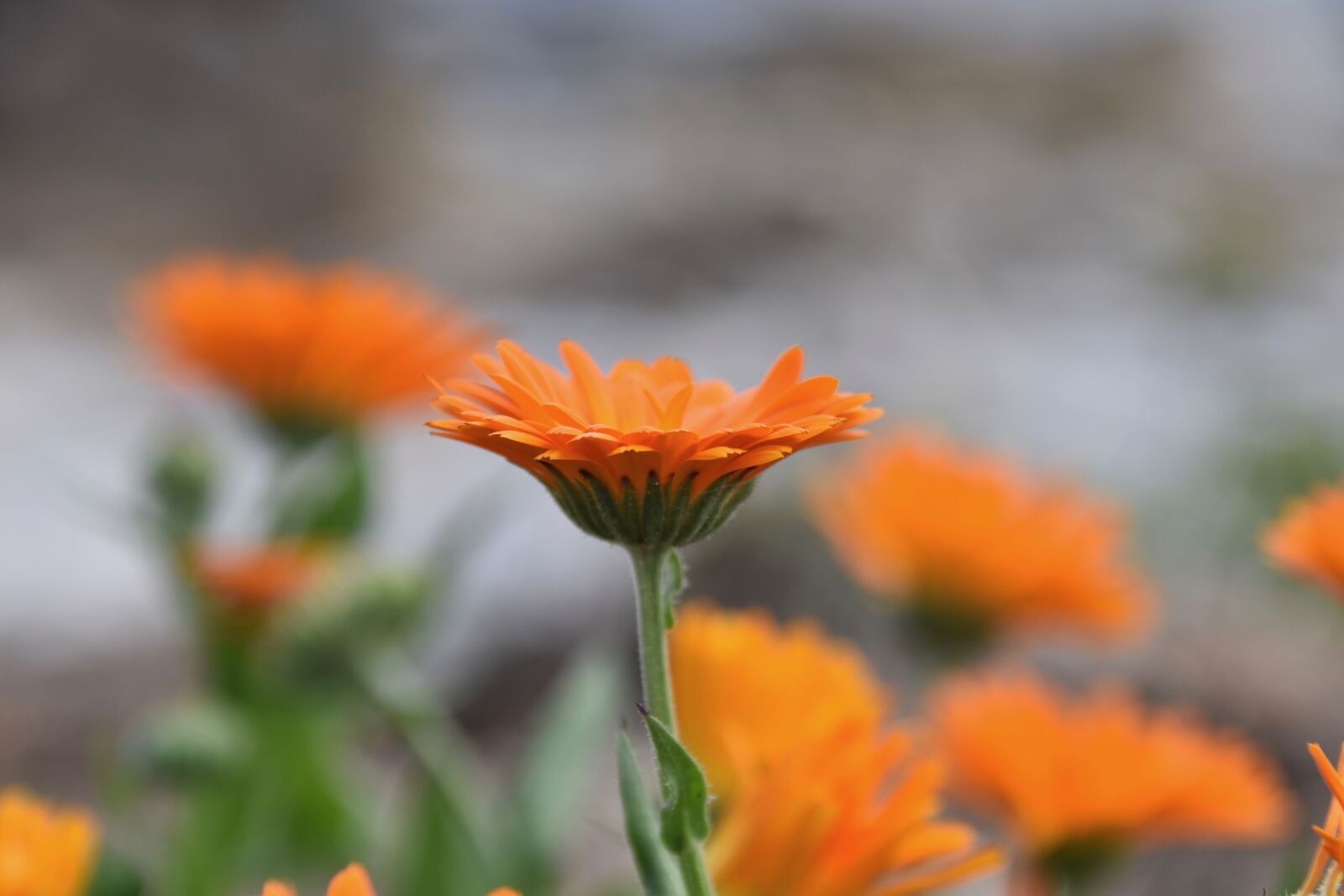 Nikon D5600 sample photo. Flower, petals, flower petals photography