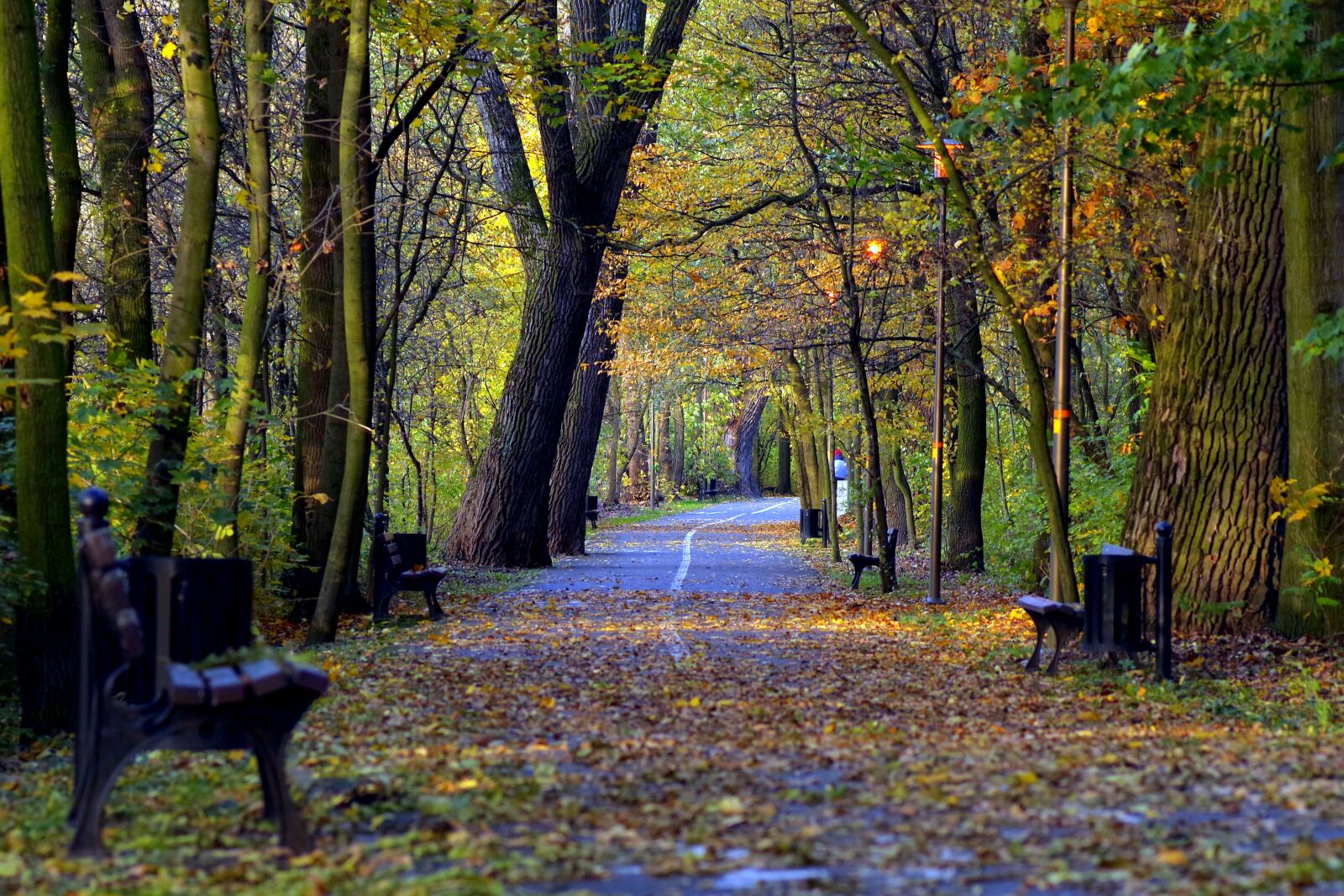Pentax K-S2 sample photo. Park, autumn, golden photography