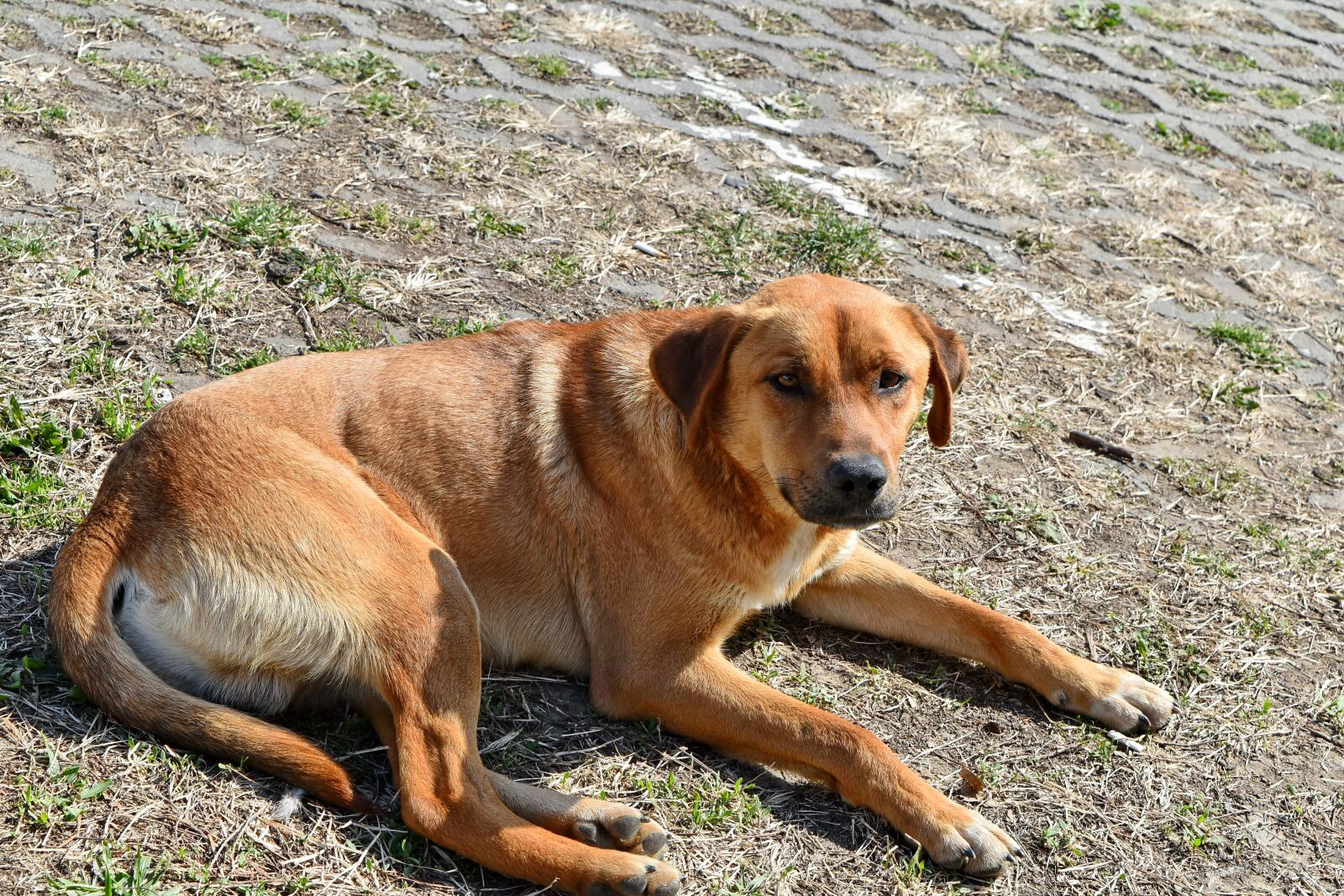 Nikon D5500 sample photo. Pet, puppy, hound, canine photography