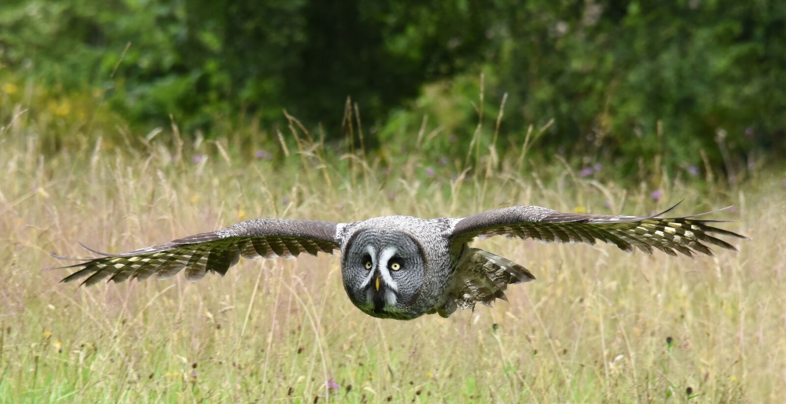 Nikon D810 sample photo. Grey owl, flying, grass photography