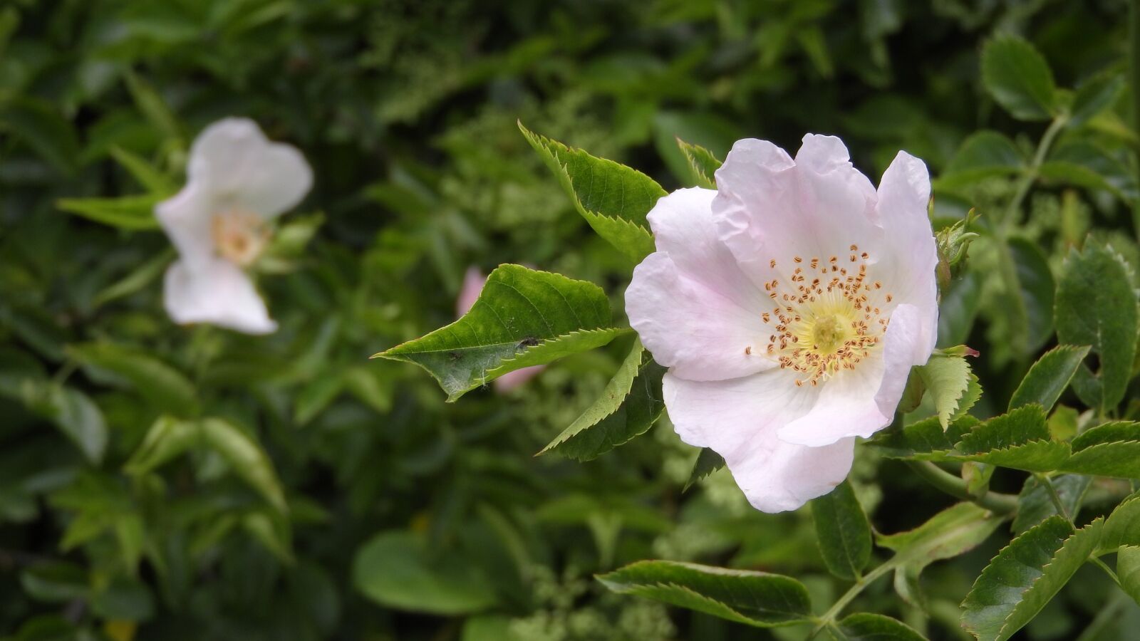 Nikon Coolpix P610 sample photo. Rose, dog rose, rosa photography