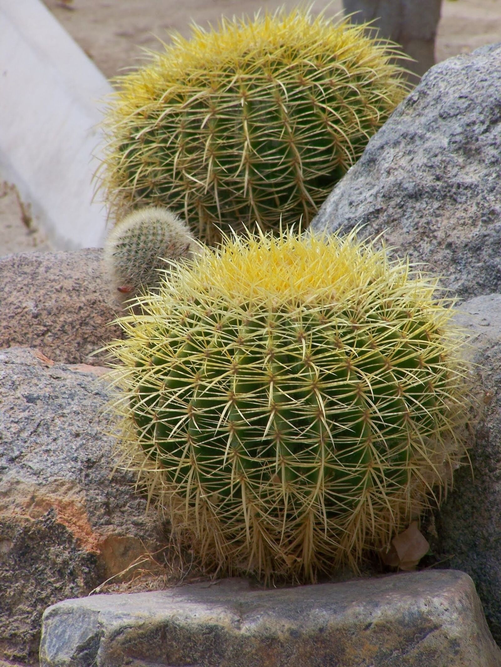 Kodak Z650 ZOOM DIGITAL CAMERA sample photo. Cactus, green, thorns photography