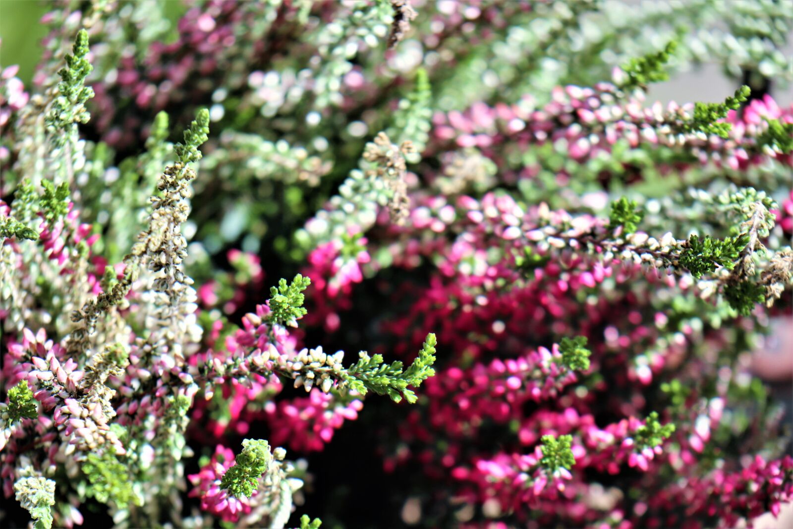 Canon EOS M6 sample photo. Heather, plant, pink photography